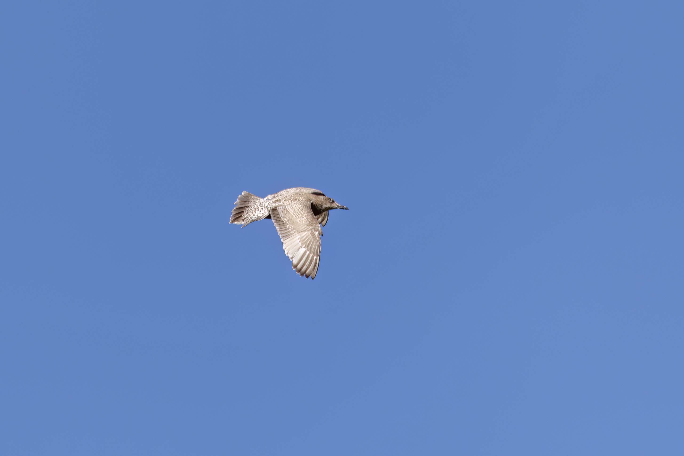 ThayersGull3 April2012 Elsham Top GPCatley