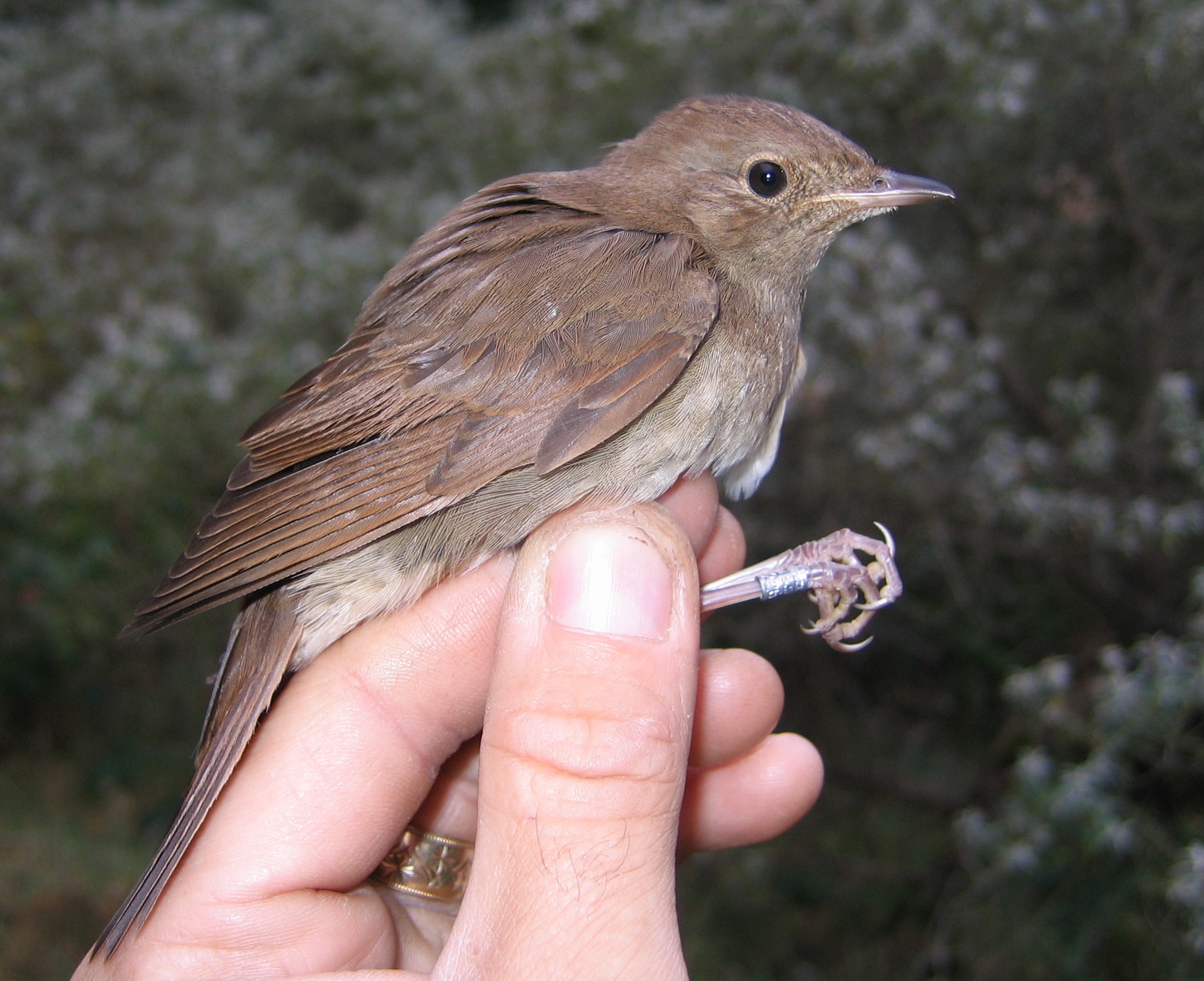 ThrushNightingale1 190909 GibPoint MBriggs