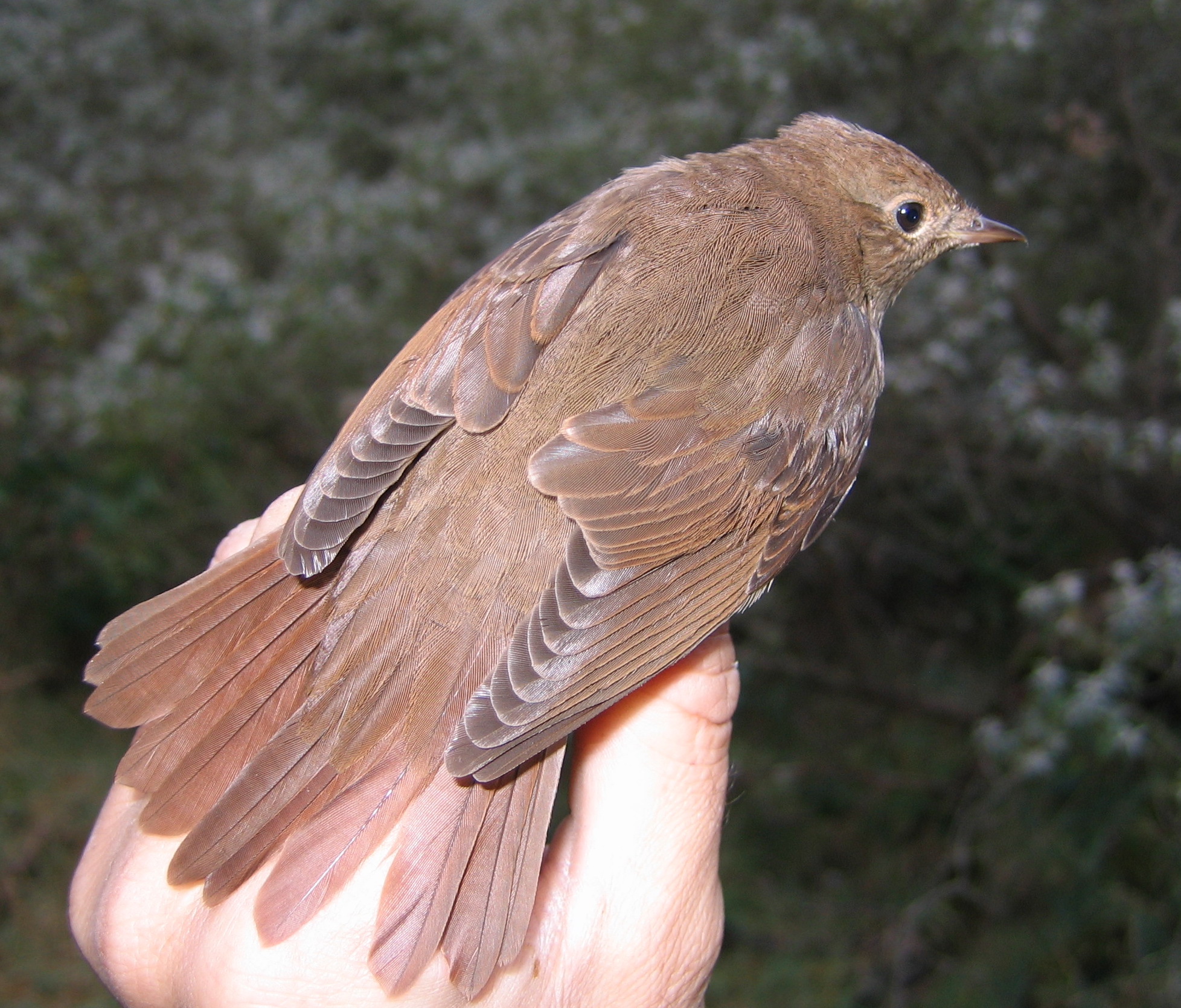 ThrushNightingale2 190909 GibPoint MBriggs 