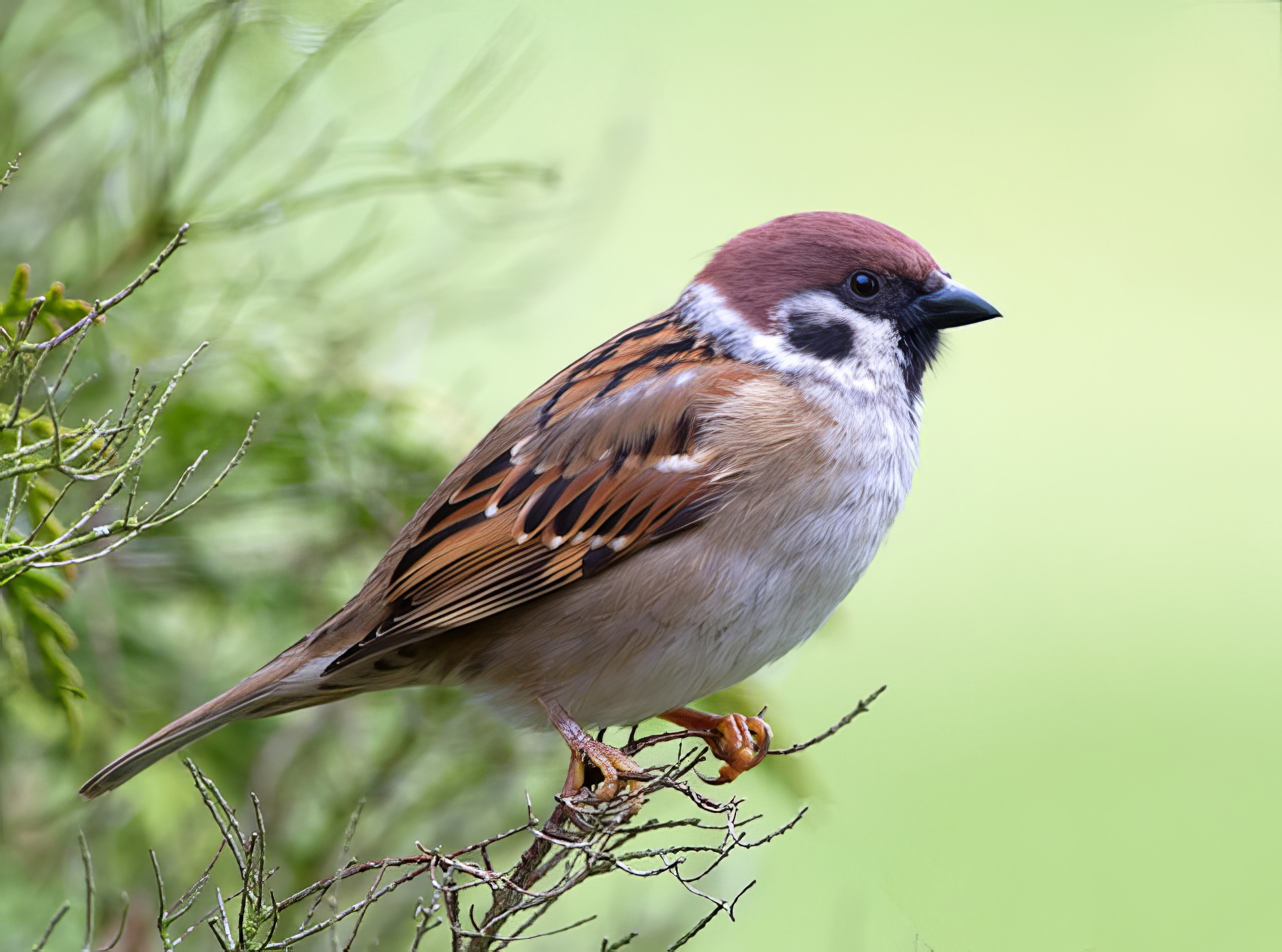 TreeSparrow 080412 Hemingby RussTelfer topaz enhance