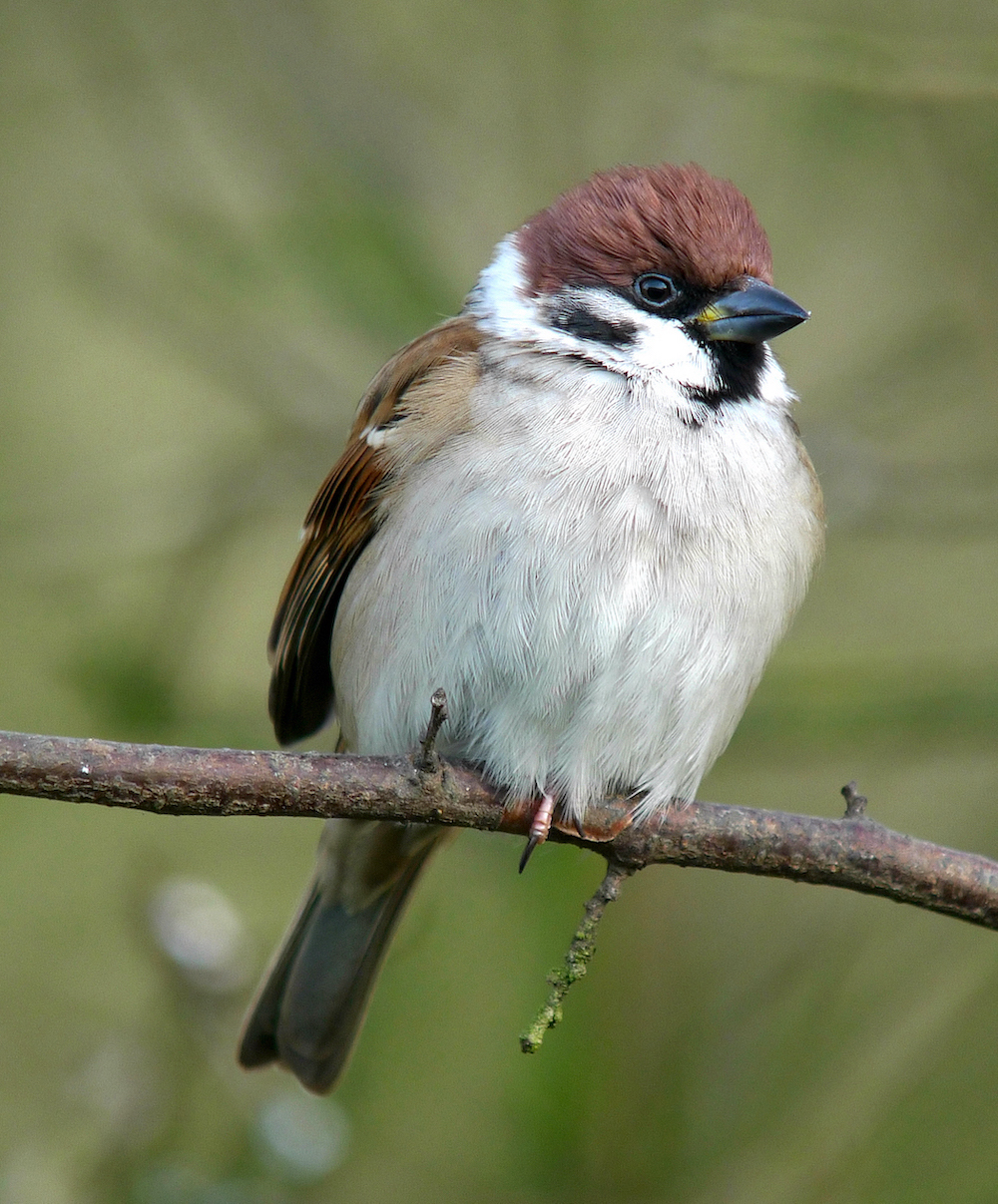 TreeSparrow 310109 Chambers Wood RussHayes