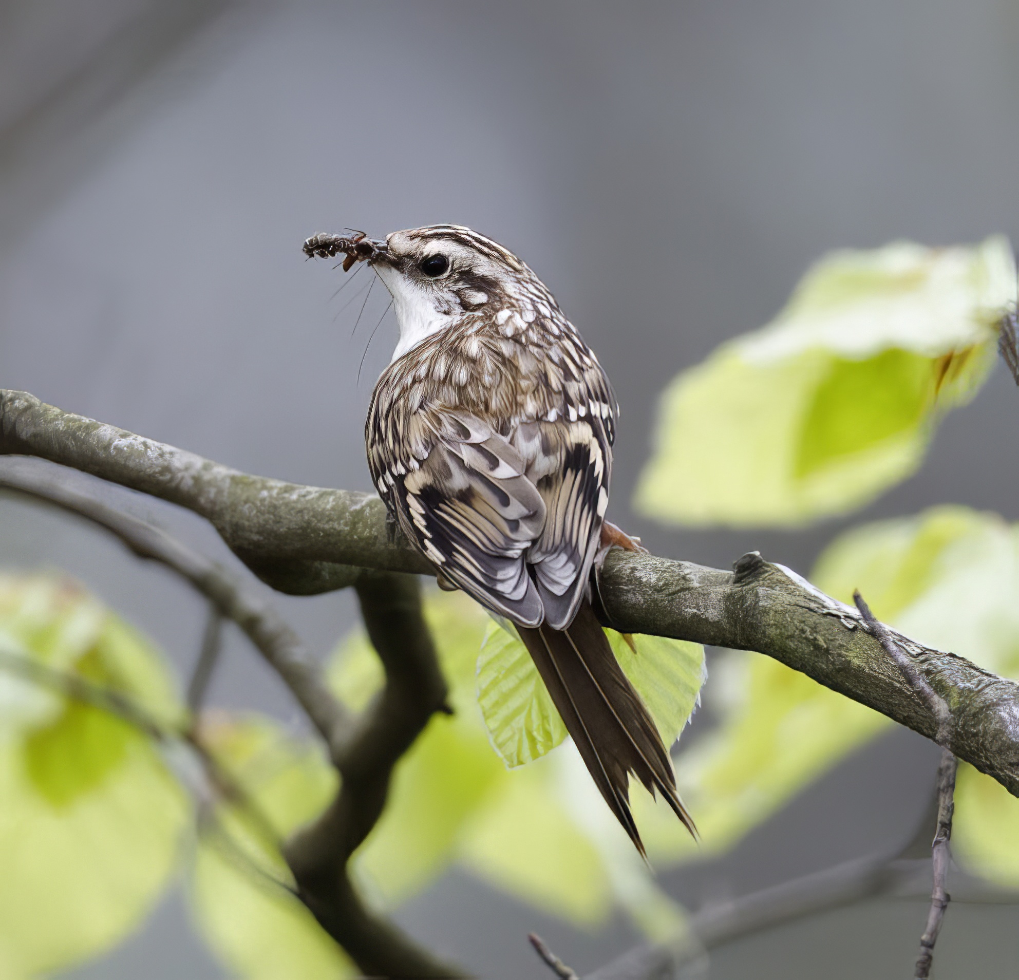 Treecreeper 040512 LaughtonForest GPCatley topaz enhance