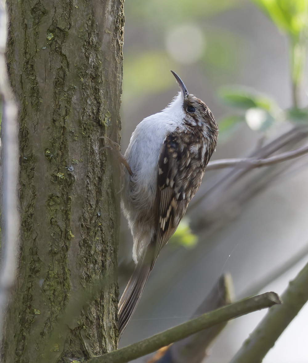 Treecreeper April2007 Barton Pits GPCatley
