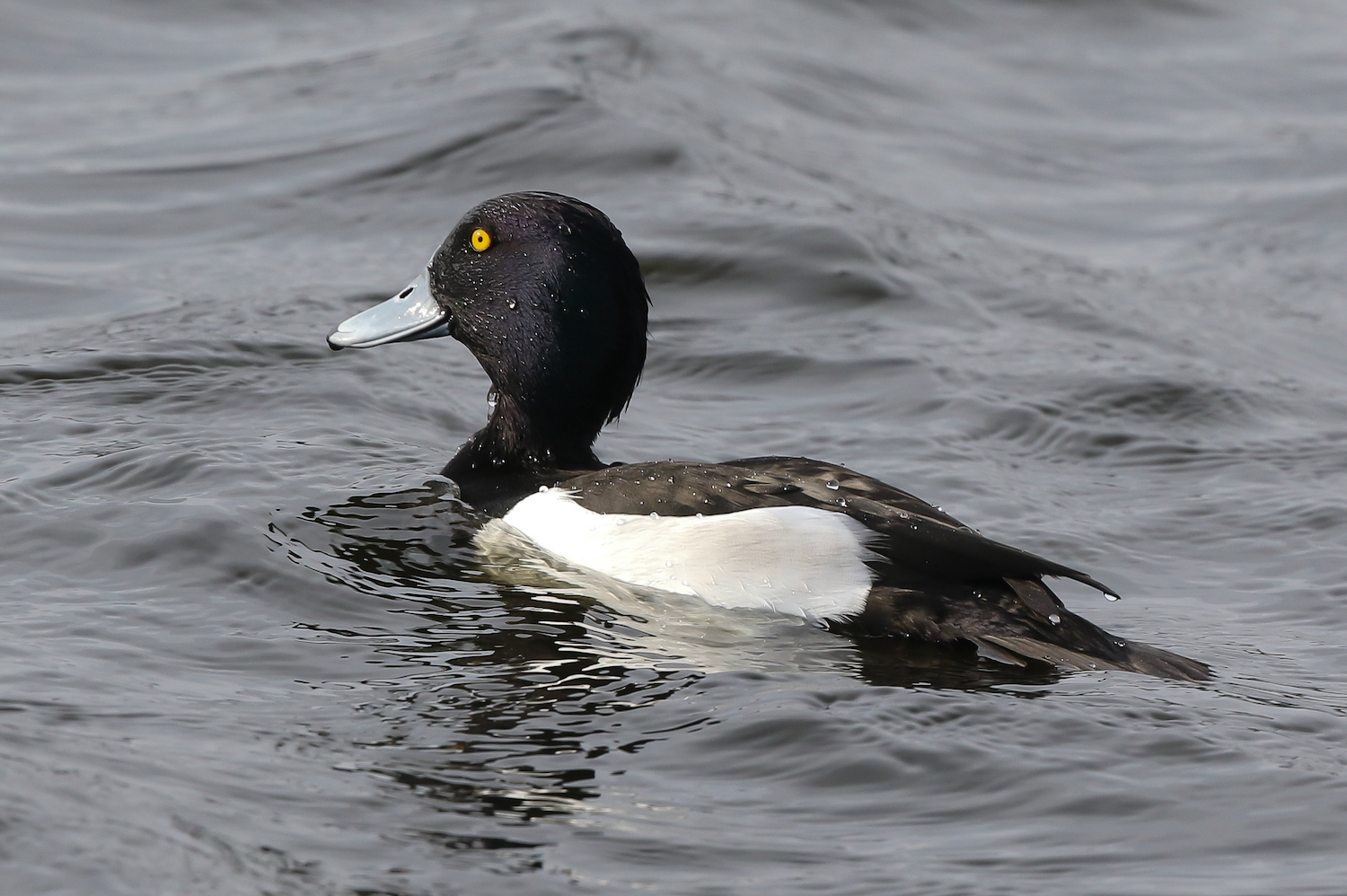 TuftedDuck 170219 FarIngs JRClarkson