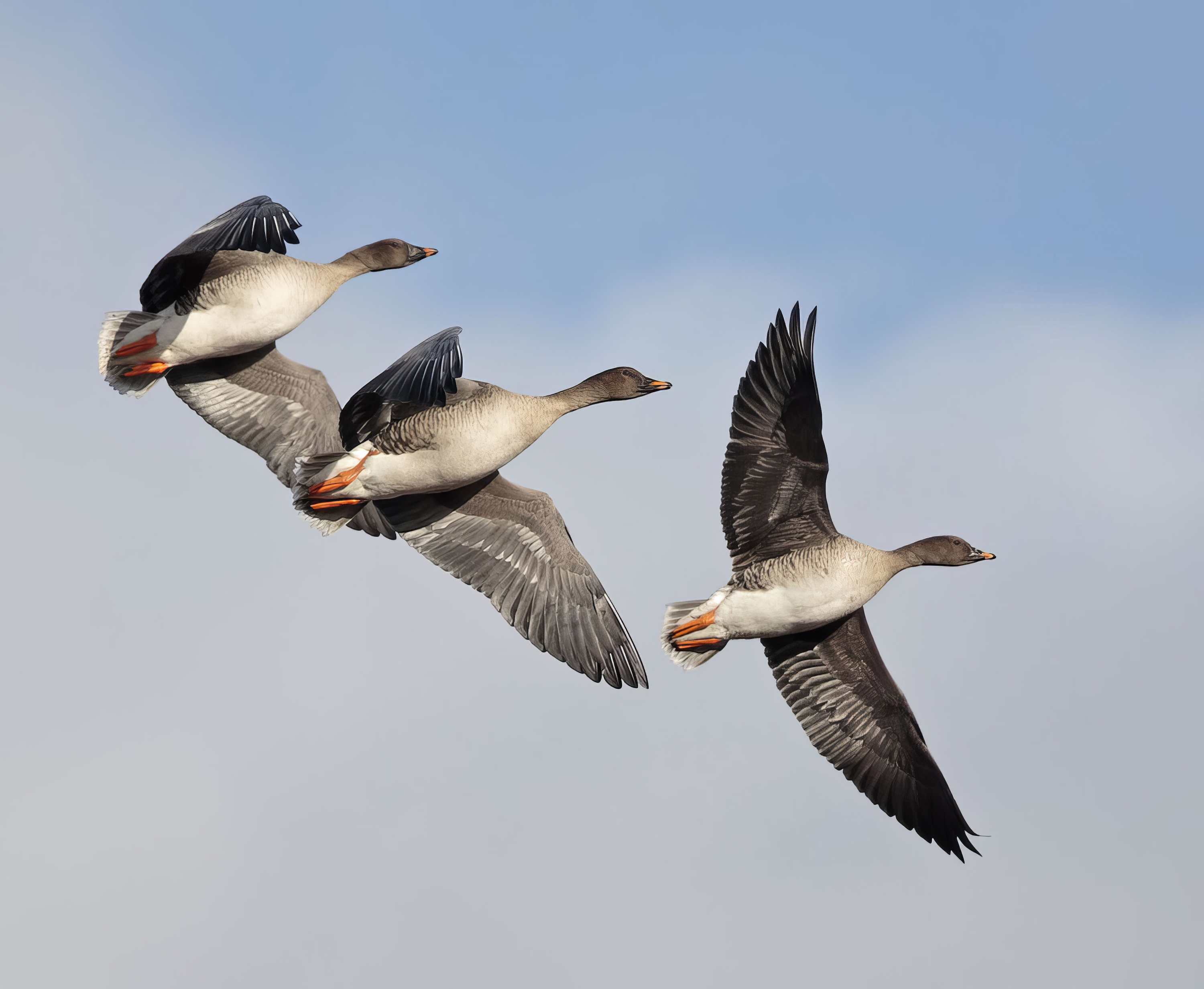 TundraBeanGeese 020315 SFerriby GPCatley topaz enhance