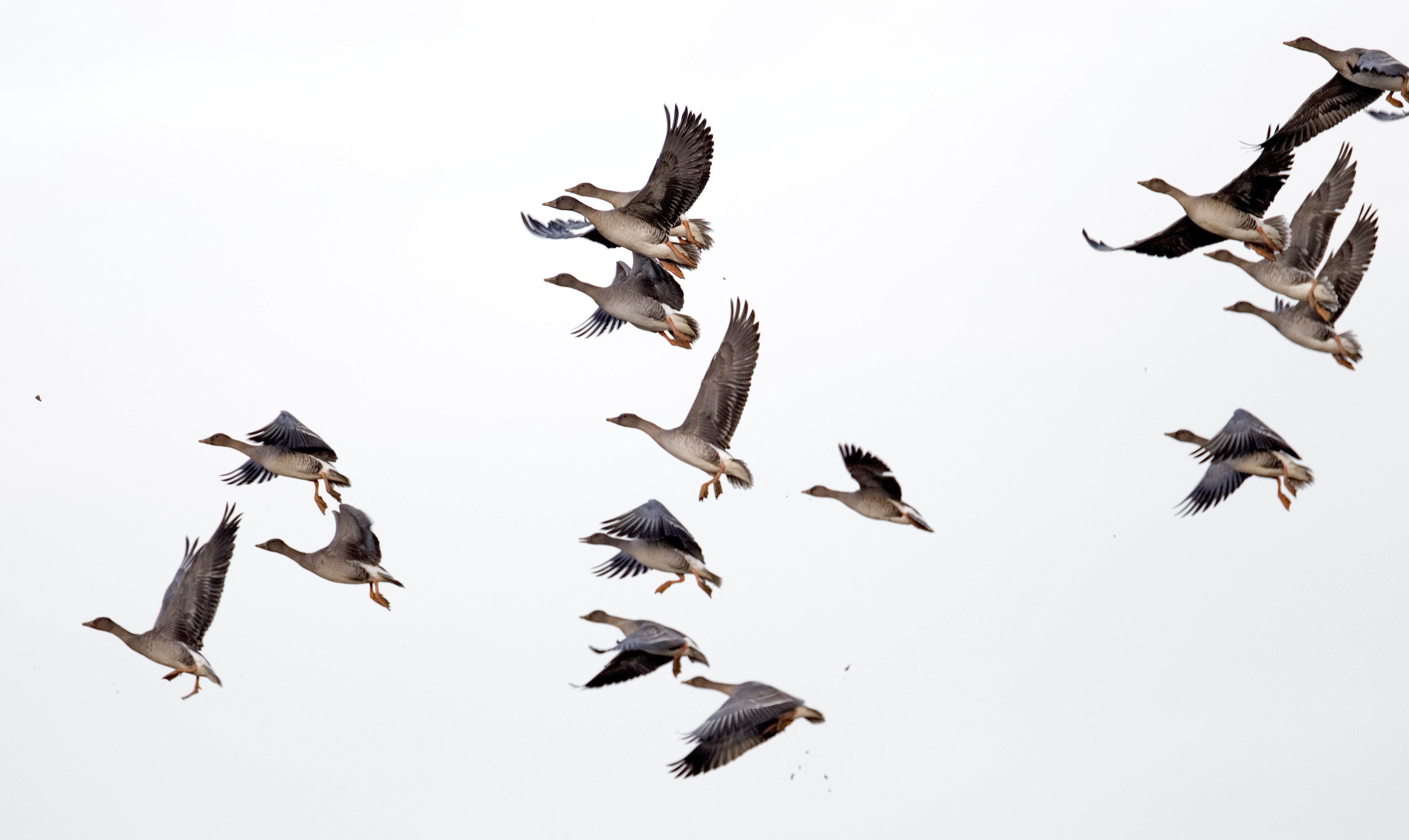 TundraBeanGeese 120511 BonbyTop GPCatley