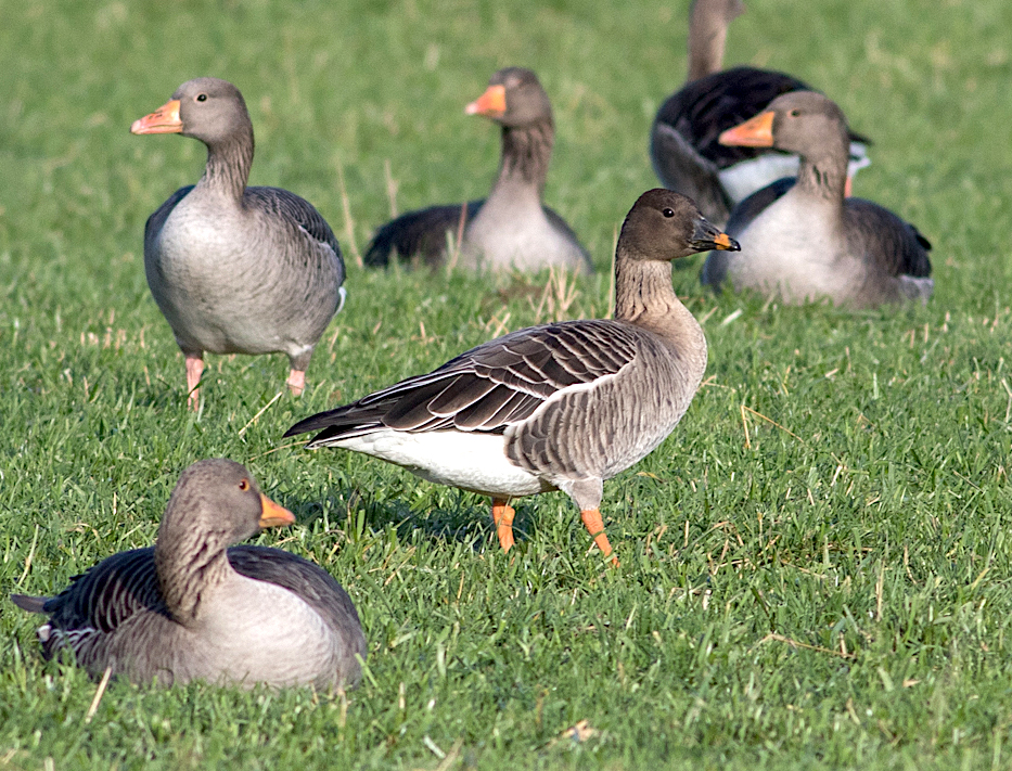 TundraBeanGoose 251118 MarstonSTW SteveNesbitt