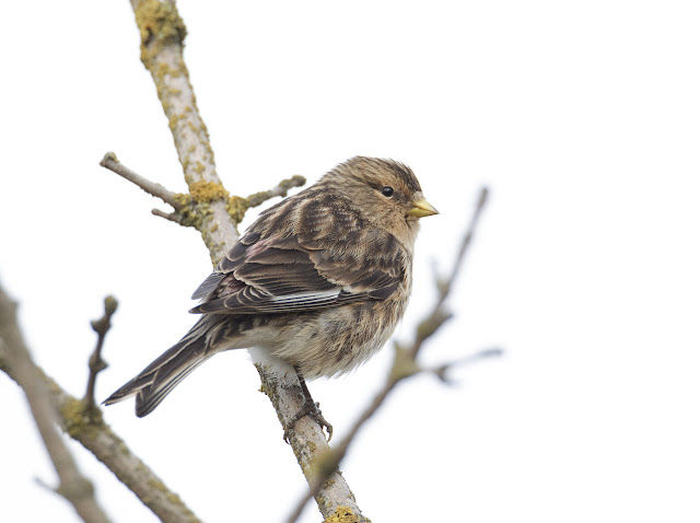 Twite1 180312 Alkborough GPCatley