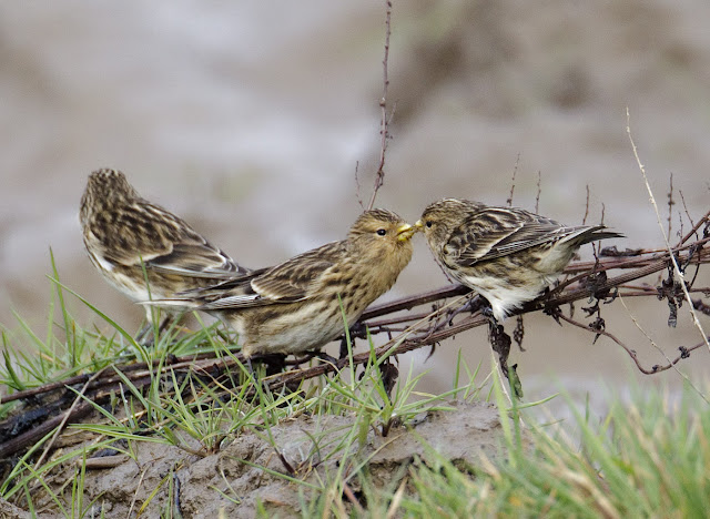 Twite2 180312 Alkborough GPCatley
