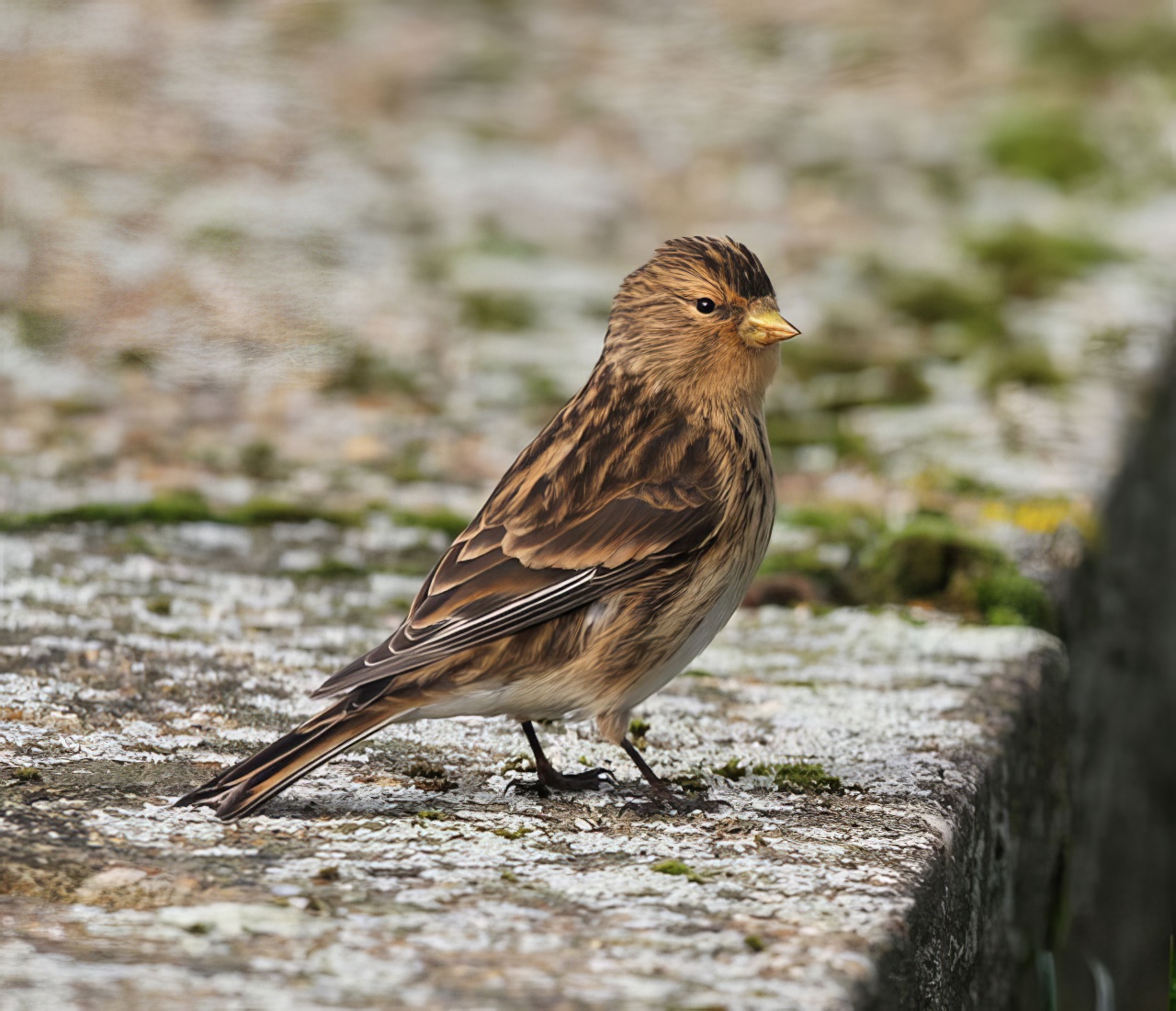Twite 201114 ToftNewton JRClarkson topaz enhance