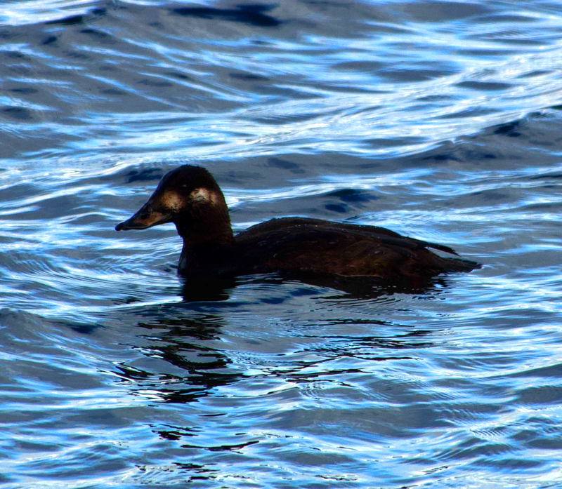 VelvetScoter 071222 CovenhamRes PhilHyde