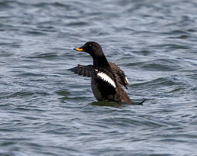 Velvet Scoter Barton Pits March 2008 G P Catley