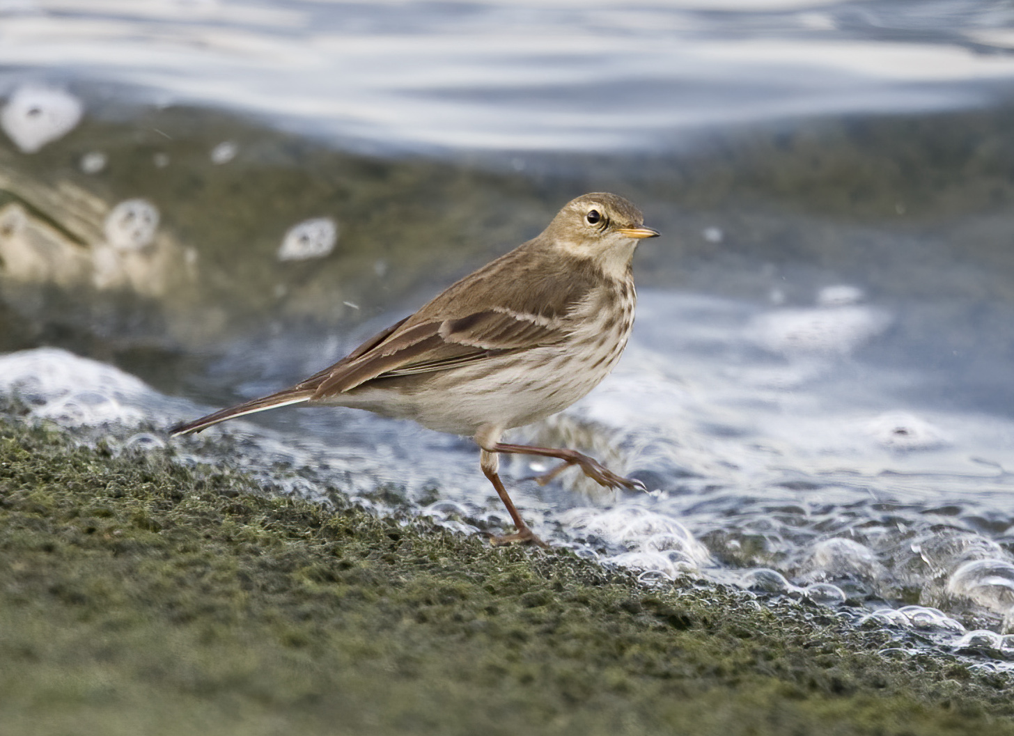 WaterPipit 111209 CovenhamRes GPCatley
