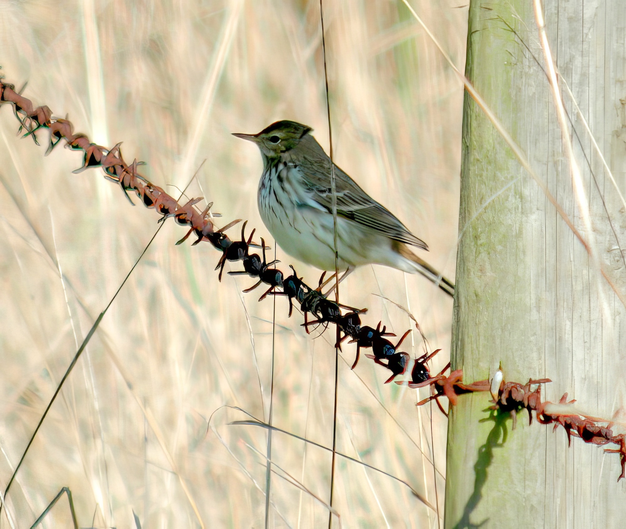 WaterPipit 250104 TetneyMarsh GPCatley topaz enhance