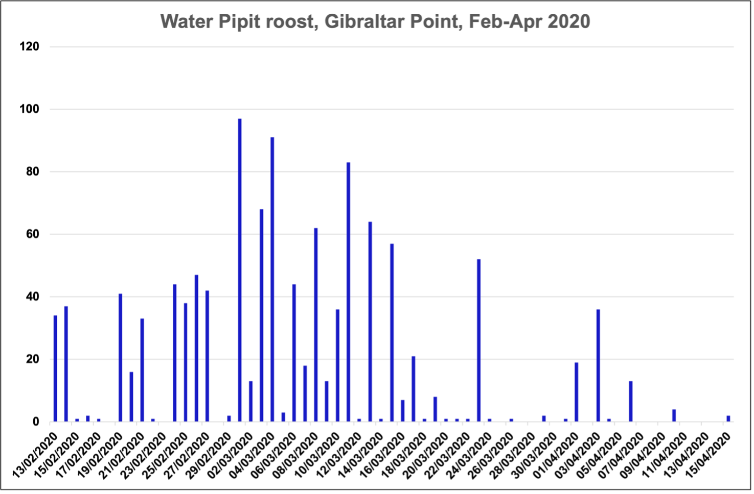 WaterPipits GibPoint 2020