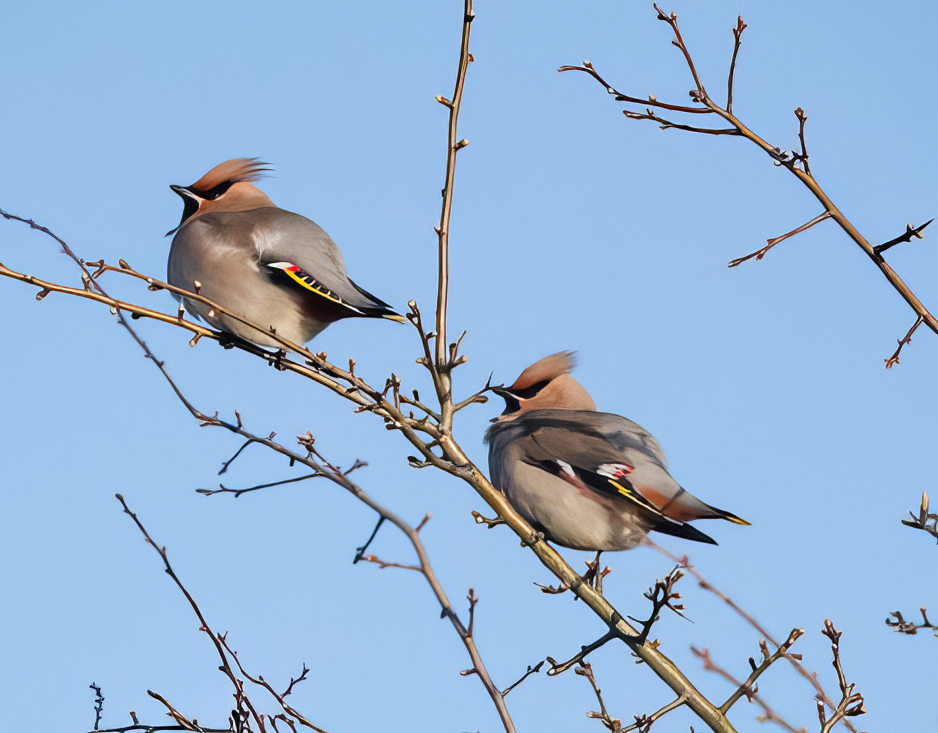 Waxwing 090320 CleeCP PAHyde topaz enhance