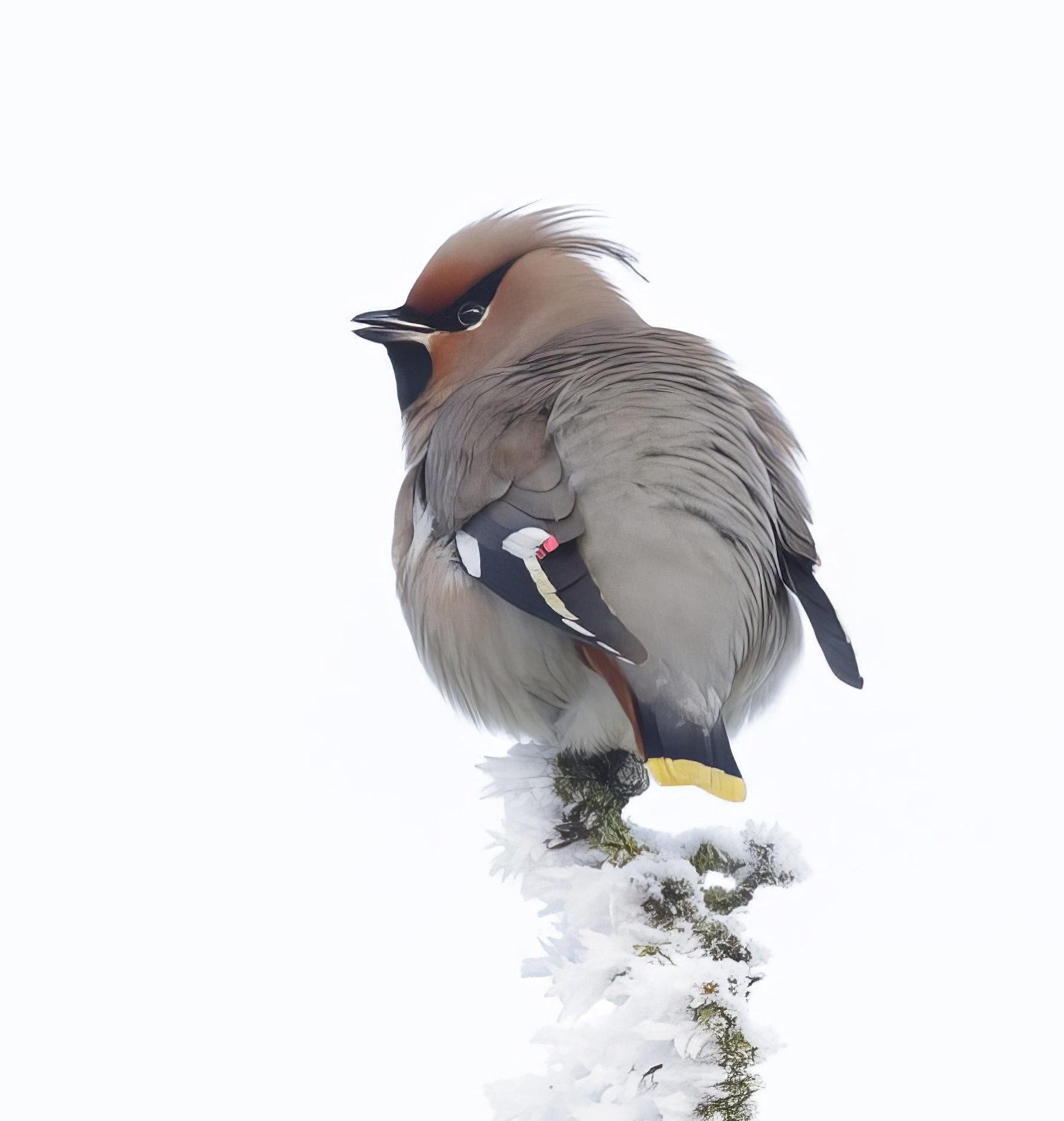 Waxwing 180113 Barton GPCatley topaz enhance