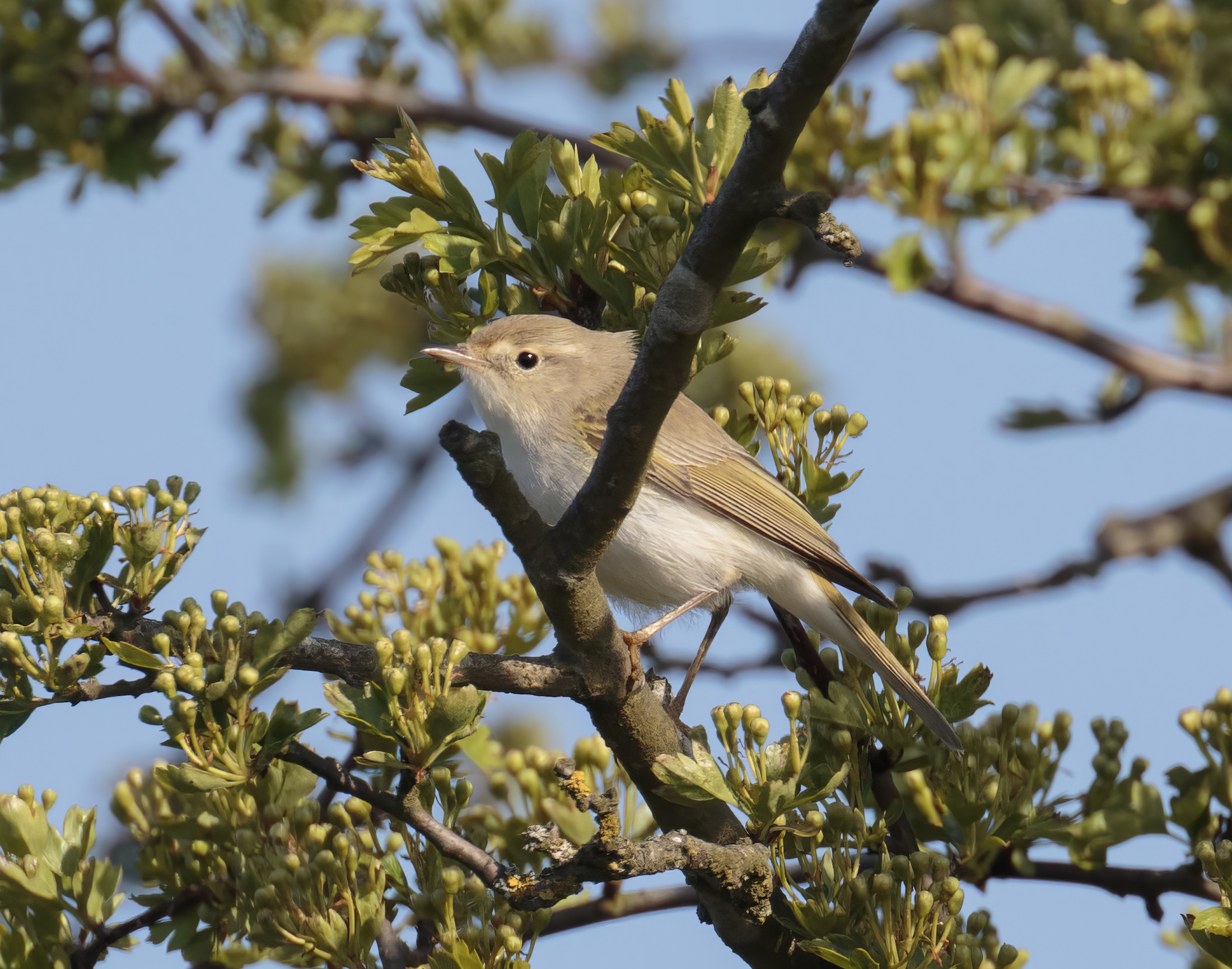 WesternBonellisWarbler 080516 GibPoint GPCatley topaz enhance