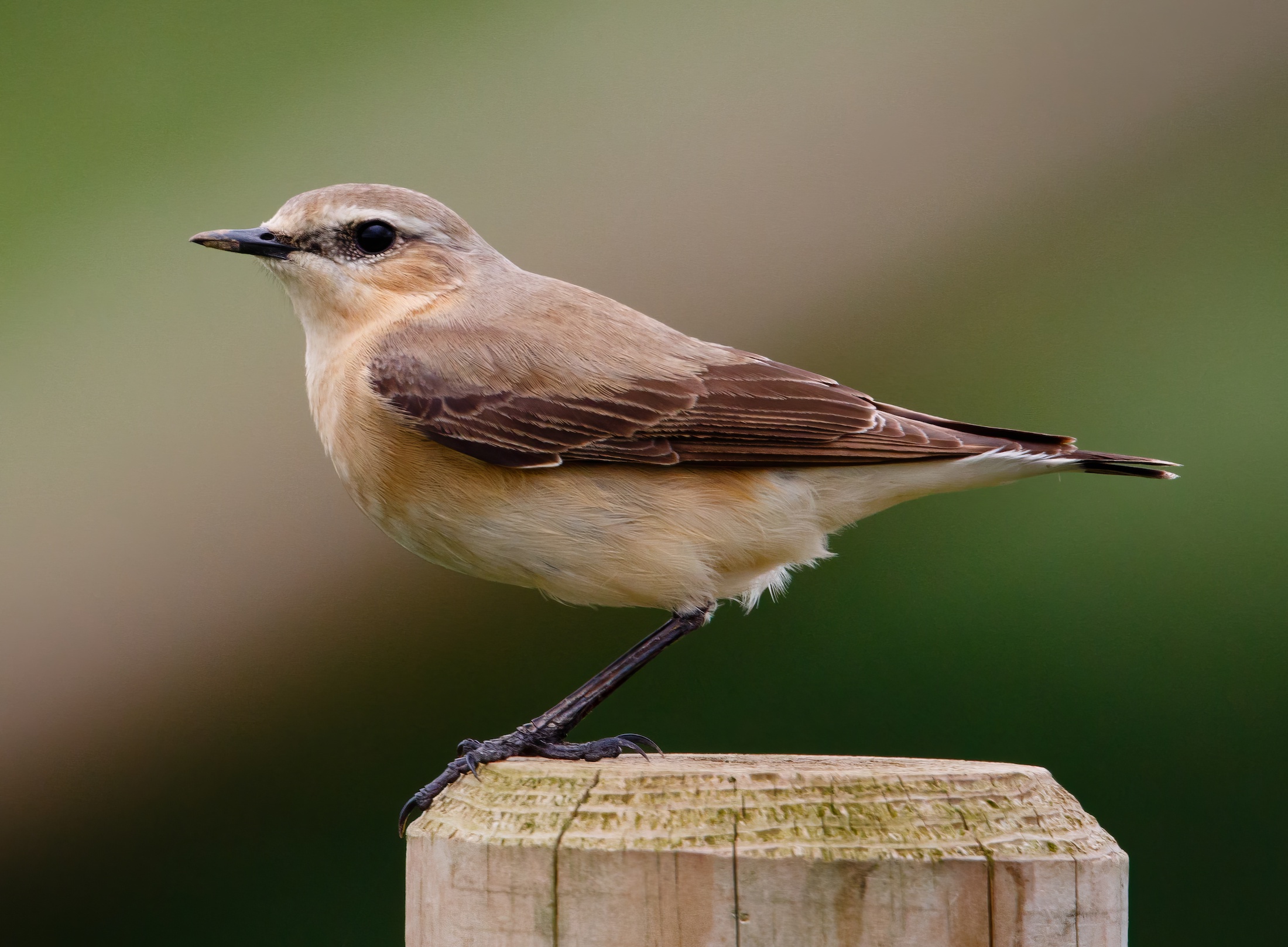 Wheatear 070515 SaltfleetbyElmHouseFm JRClarkson topaz enhance