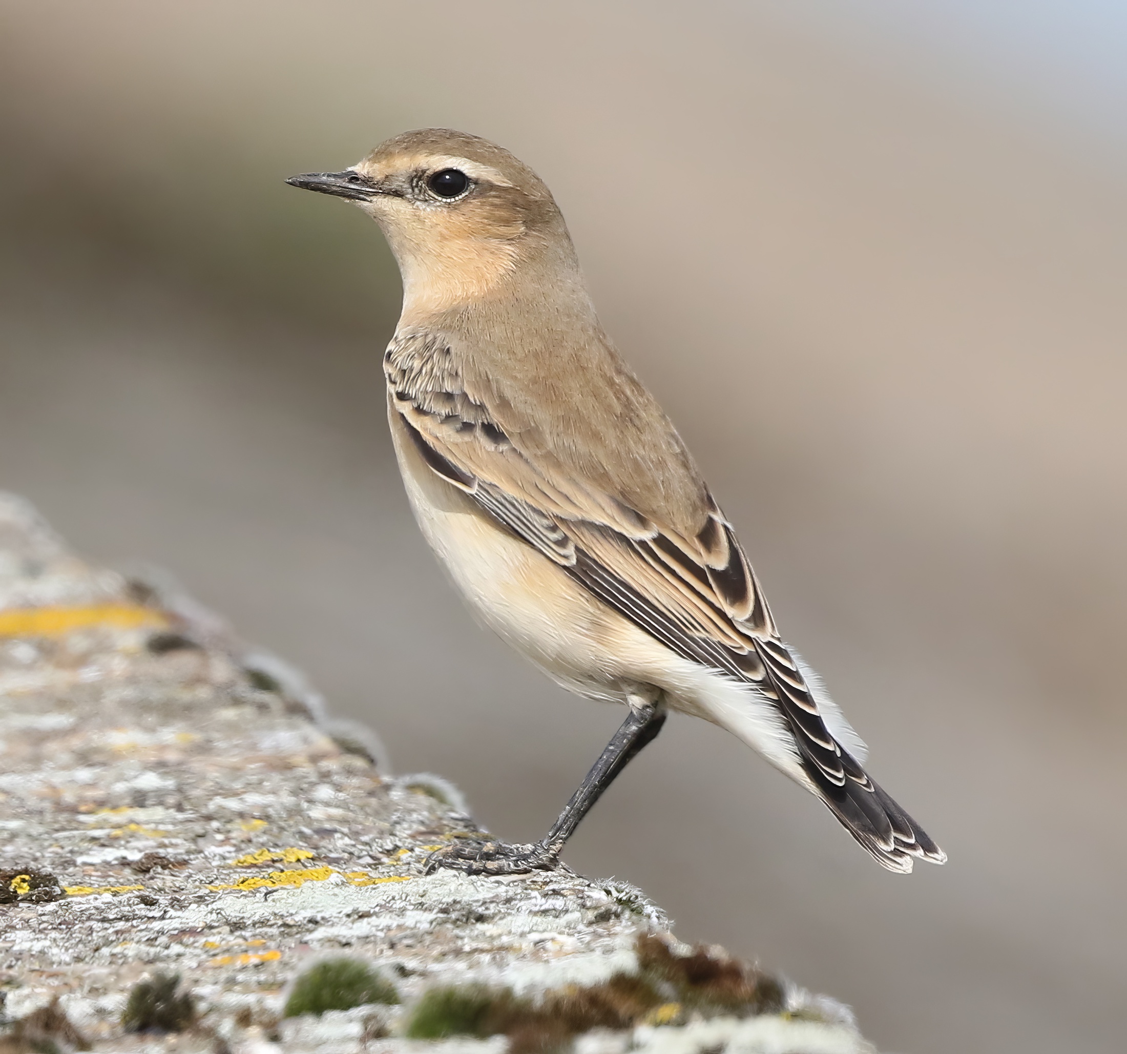 Wheatear 160919 CovenhamRes JRClarkson topaz enhance