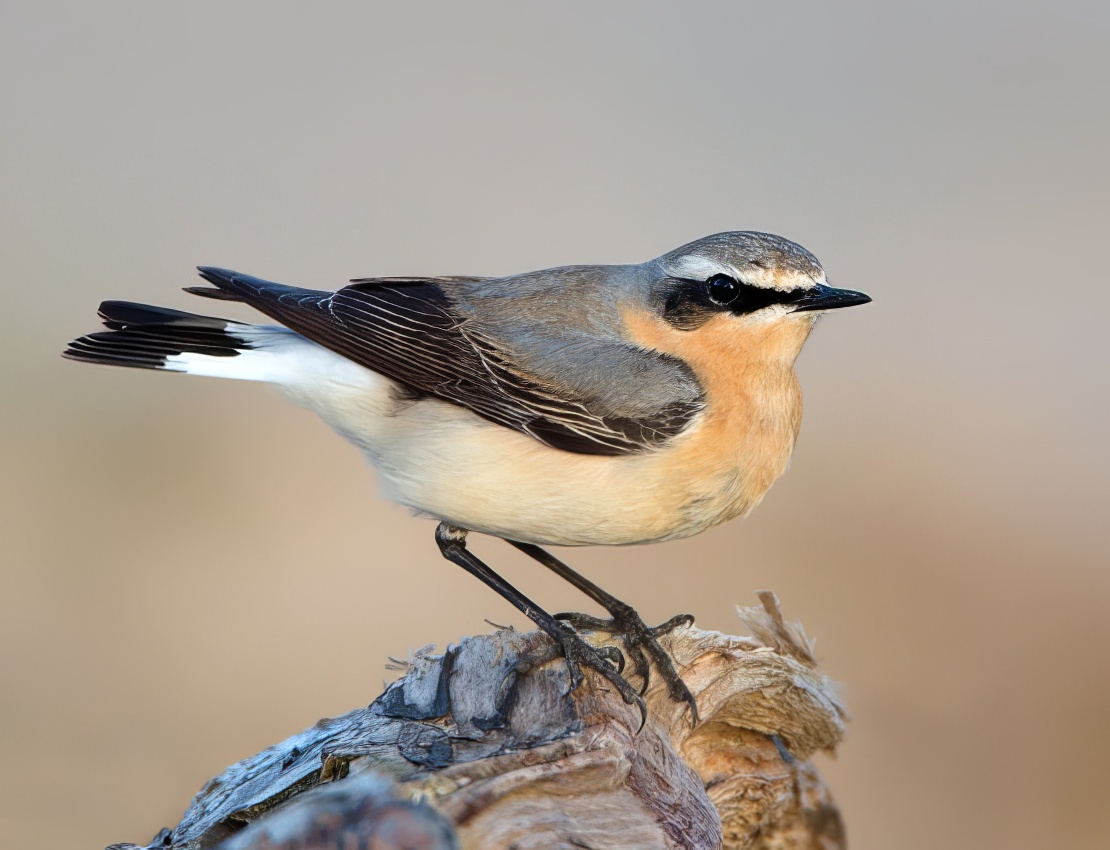 Wheatear 180414 DonnaNook RTelfer topaz enhance