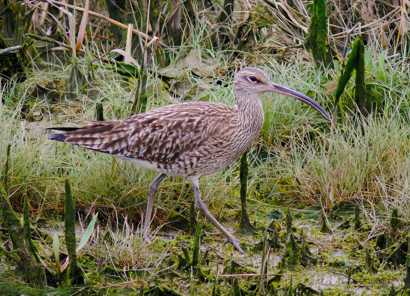 Whimbrel 240416 SaltfleetHaven JRClarkson topaz denoise enhance