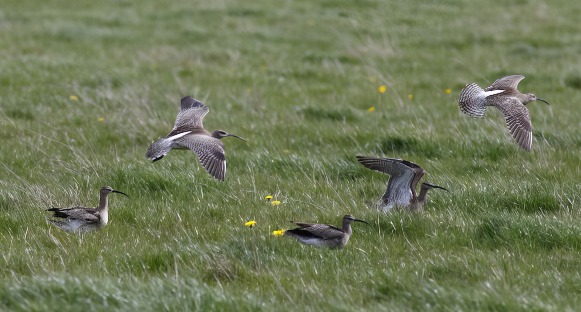 Whimbrel 250415 Saltfleetby Theddlethorpe GPCatley topaz enhance