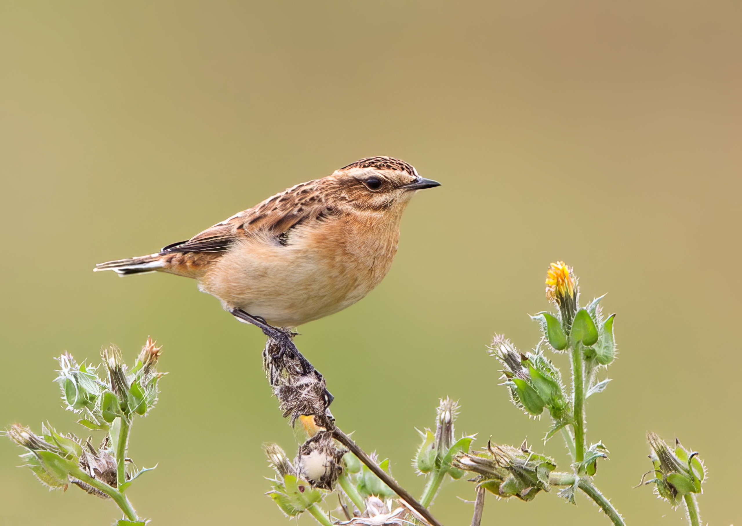 Whinchat 200913 FramptonMarsh RussTelfer topaz enhance
