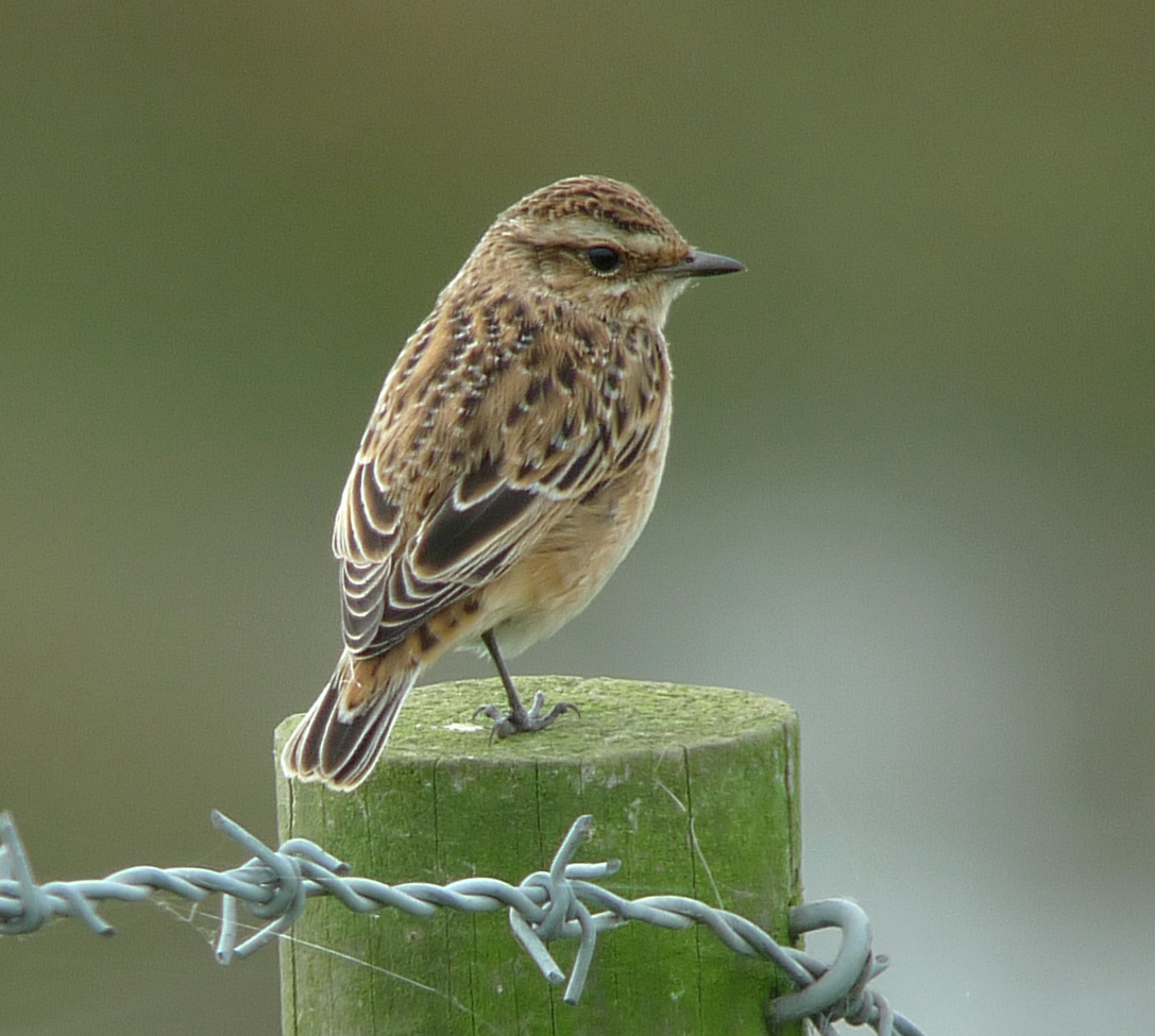 Whinchat 240809 FreistonShore RussHayes