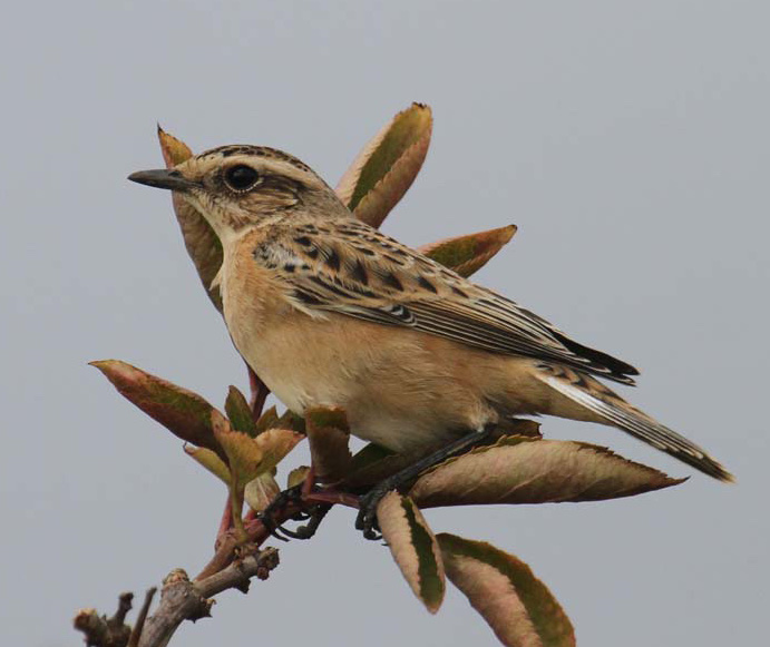 Whinchat RisbyWarren 11092010 SK Spavin