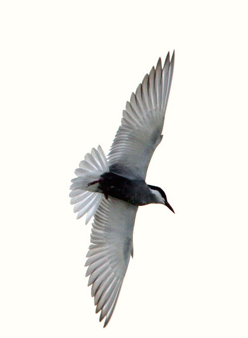 WhiskeredTern 020809 FiskertonFen DEades