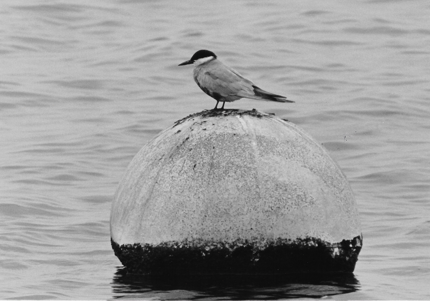 WhiskeredTern 110687 Covenham KAtkin