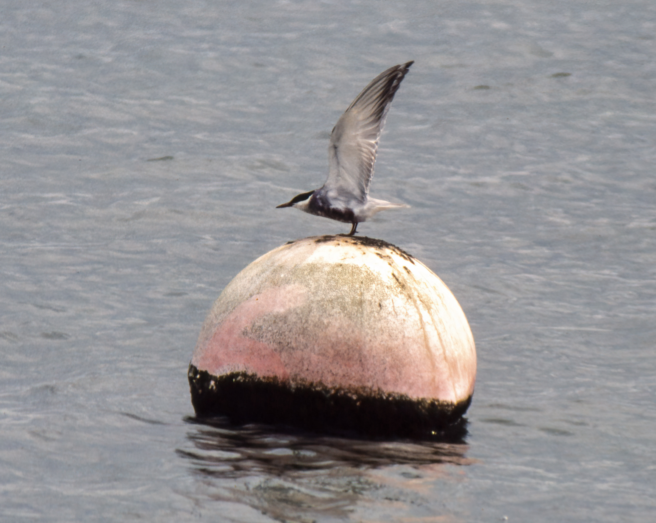 WhiskeredTern 110687 Covenham Res GPCatley