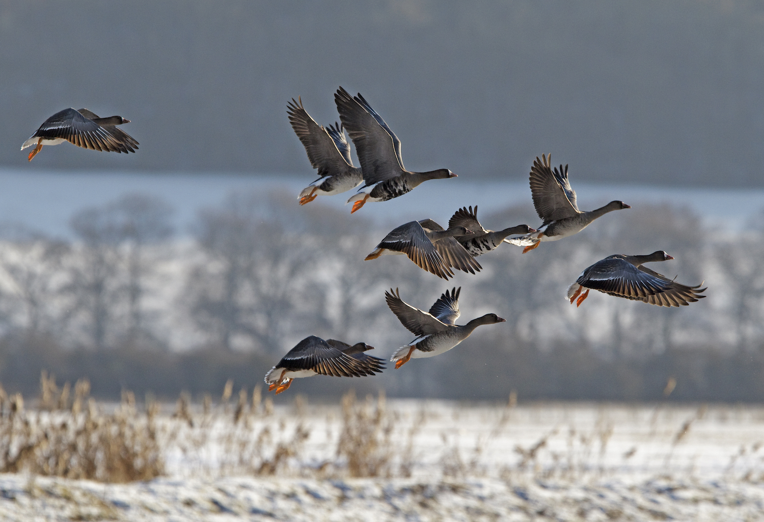 WhiteFrontedGeese 241210 Alkborough GPCatley