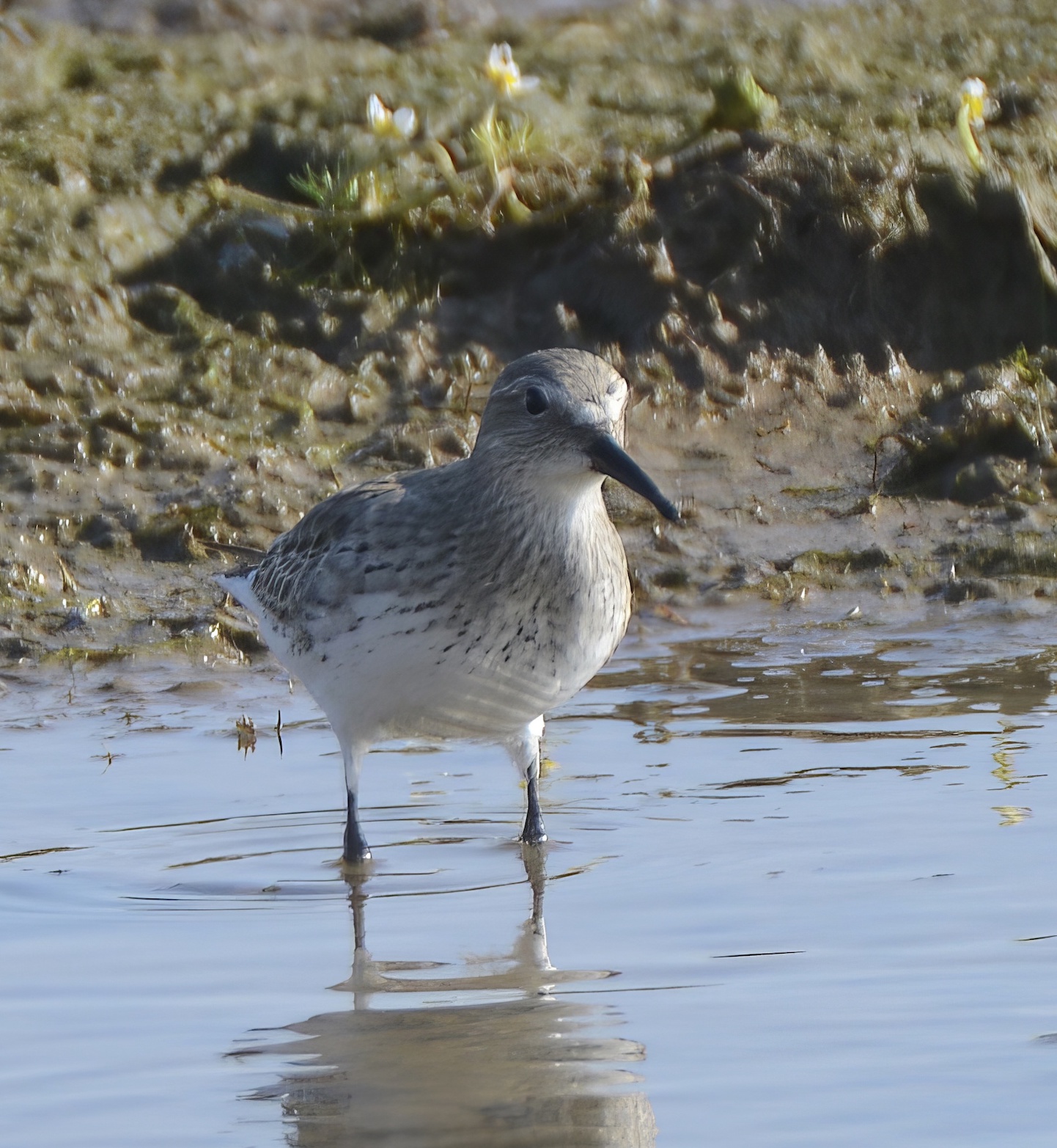 WhiteRumpedSandpiper Frampton 030814 SKeightley topaz enhance