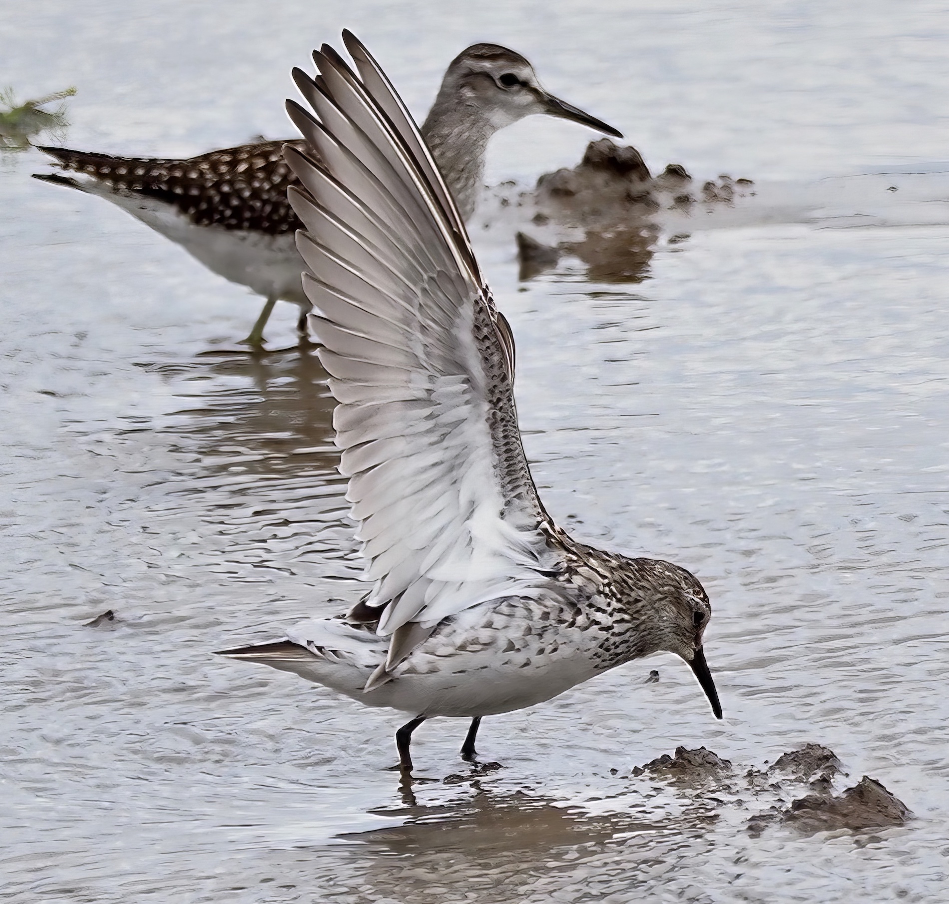 WhiteRumpedSandpiper FreistonShore 300719 PSullivan topaz denoise enhance