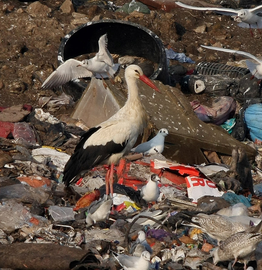 WhiteStork1 100212 KirkbyLandfill RussHayes
