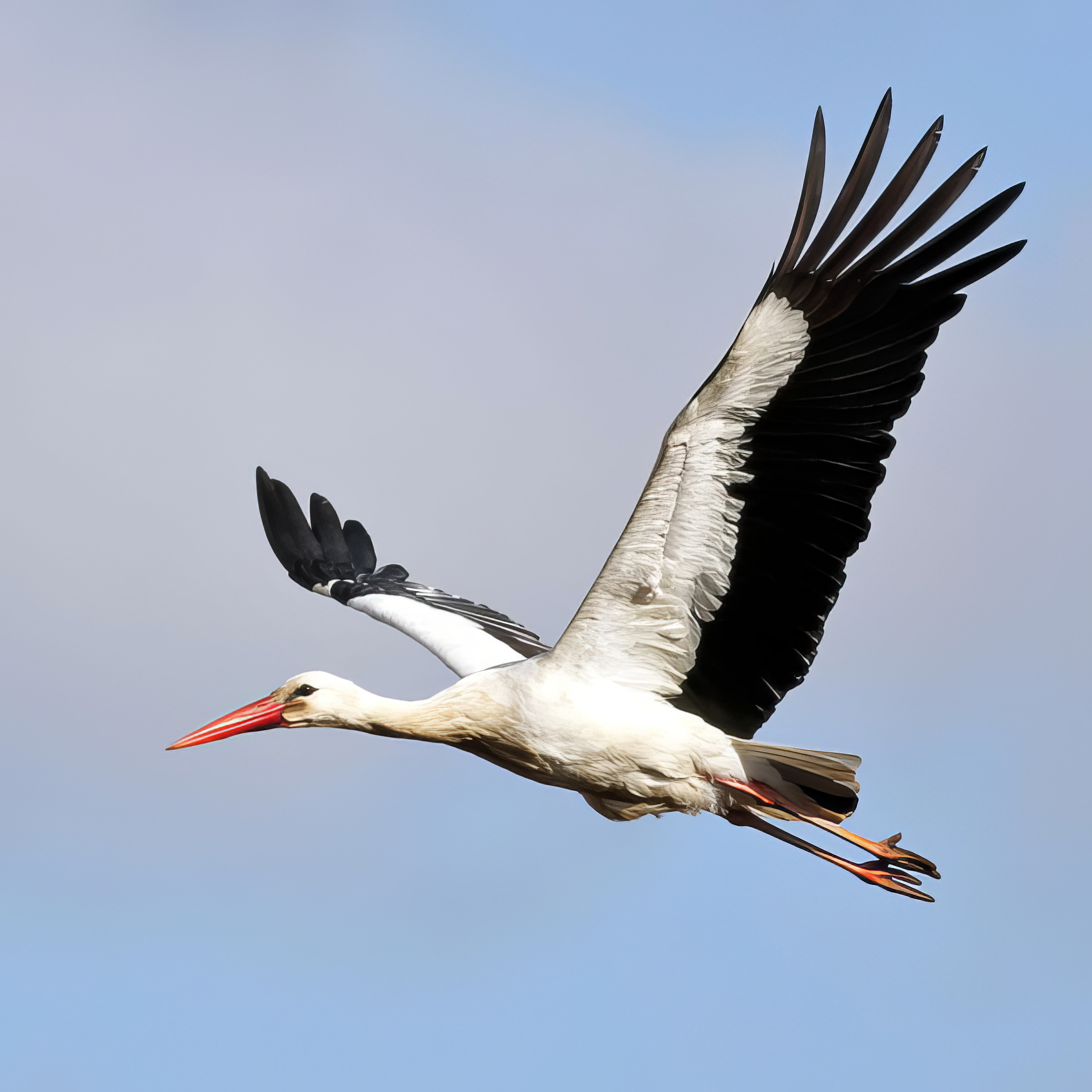 WhiteStork2100212 KirkbyLandfill RussHayes topaz enhance