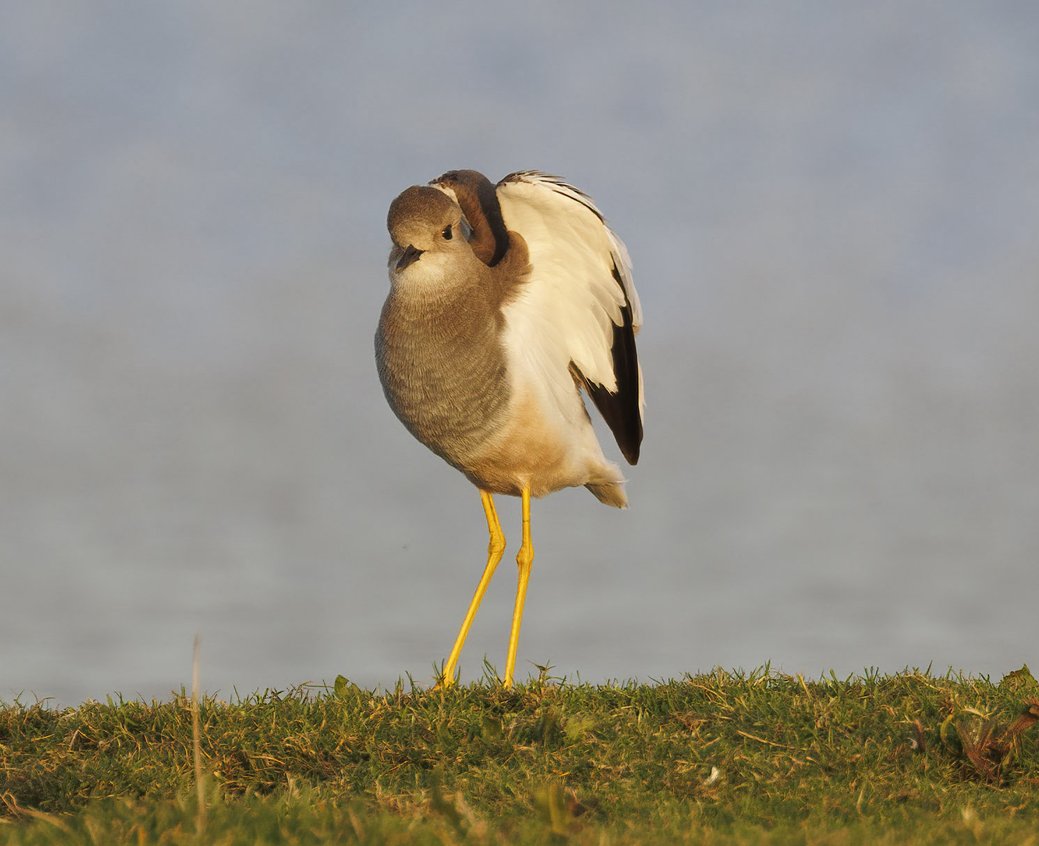 WhiteTailedLapwing2 EastHalton 311221 GPCatley