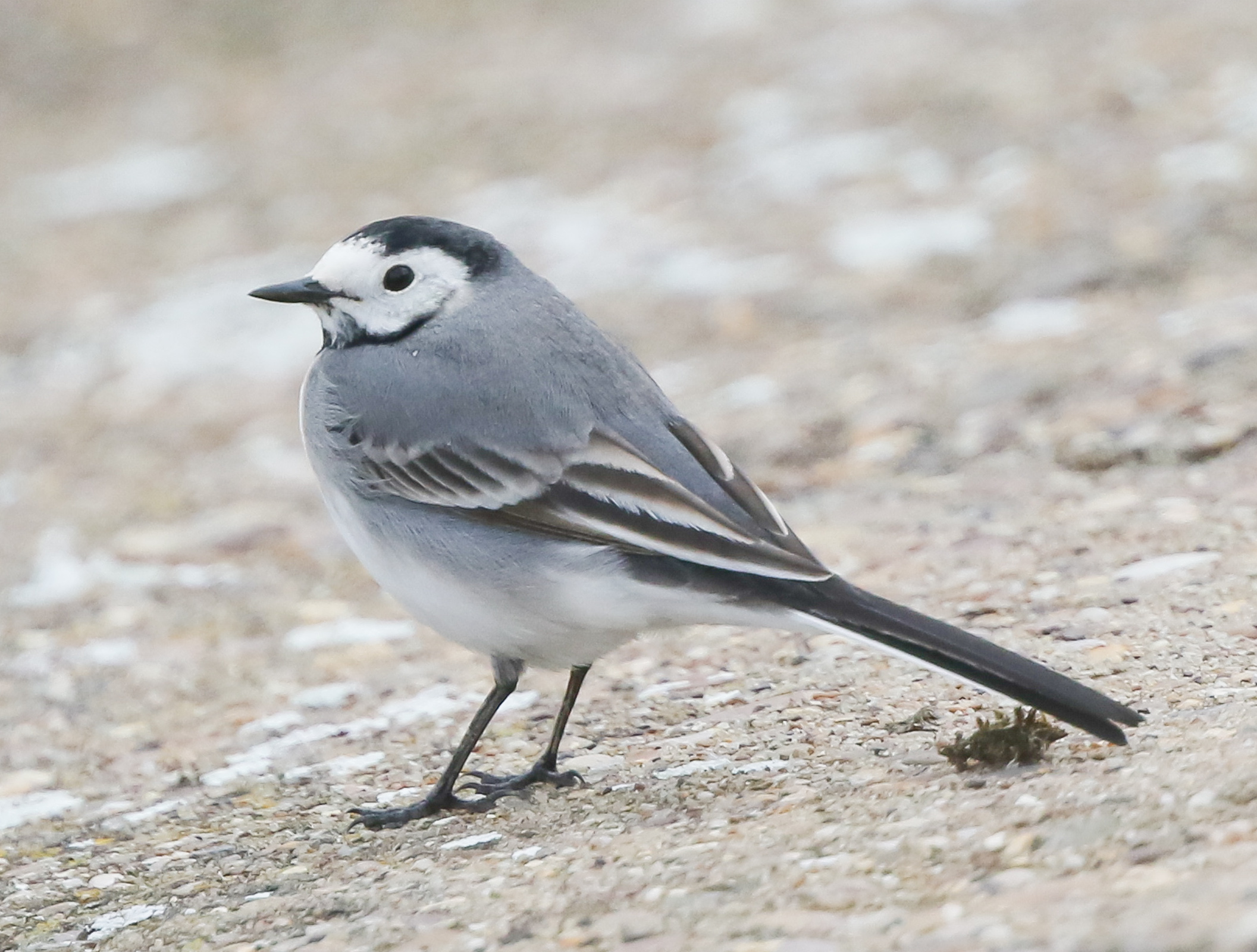 WhiteWagtail2 160420 CovenhamRes JRClarkson