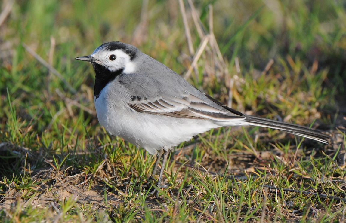 WhiteWagtail 120410 FramptonMarsh SteveKeightley