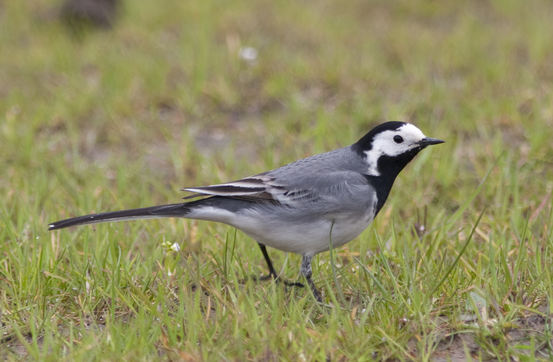WhiteWagtail April2006 Barton Pits GPCatley