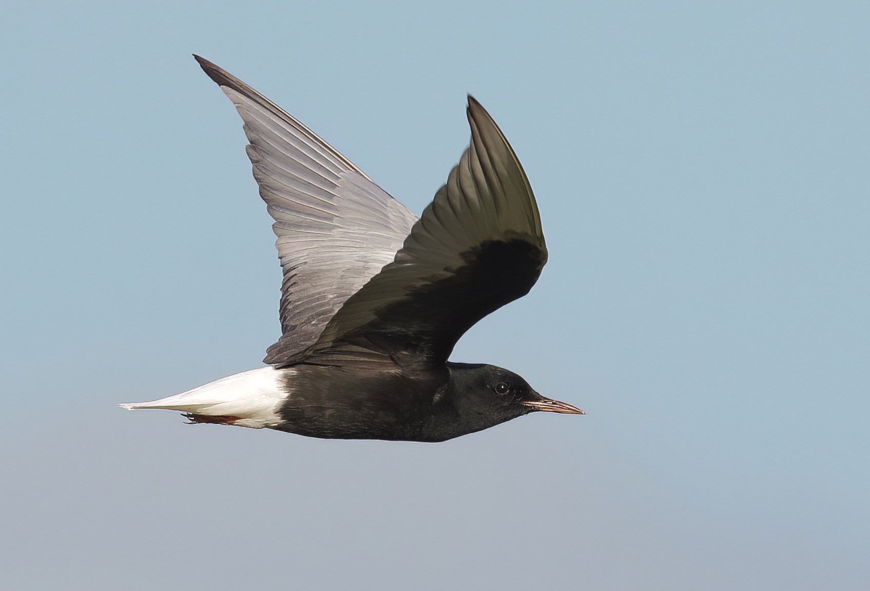 WhiteWingedBlackTern 050717 FramptonMarsh NSmith topaz denoise