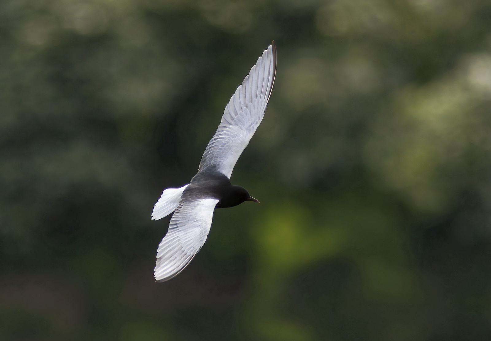 WhiteWingedBlackTern 230506 BartonPits GPCatley