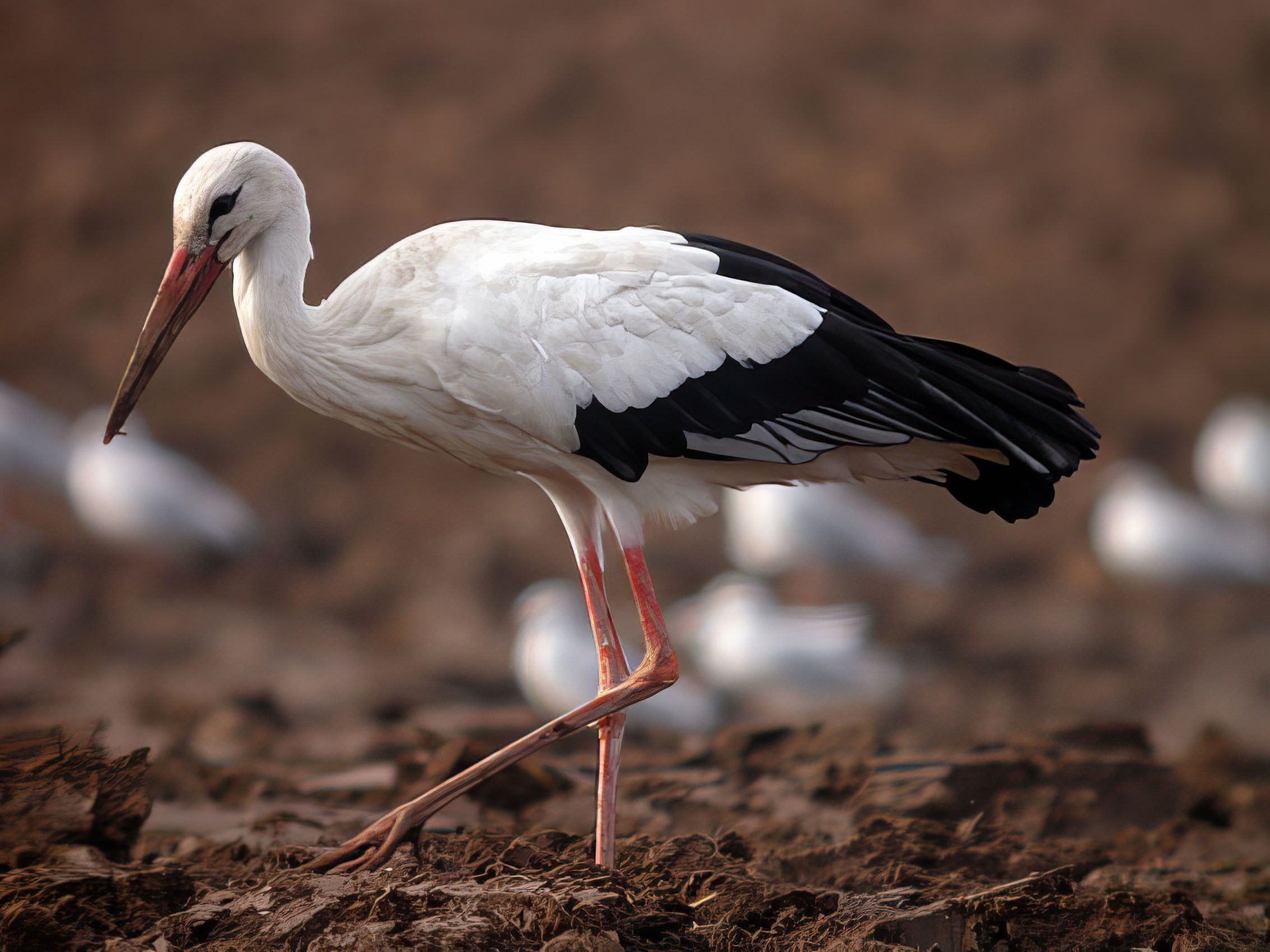 White Stork 111005 Sutterton DEades topaz enhance