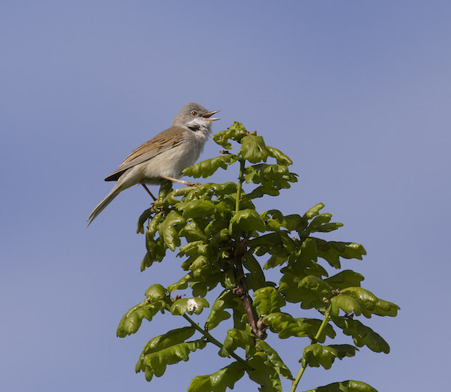 Whitethroat 180514 NorthLincs GPCatley