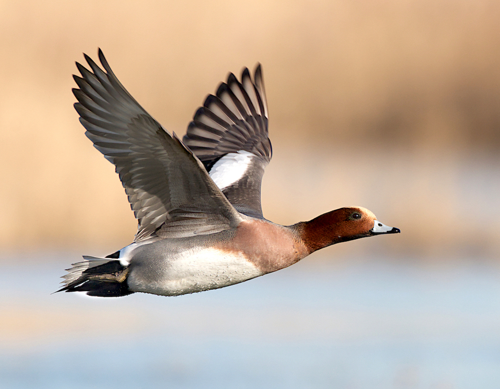 Wigeon 030219 FramptonMarsh NeilSmith