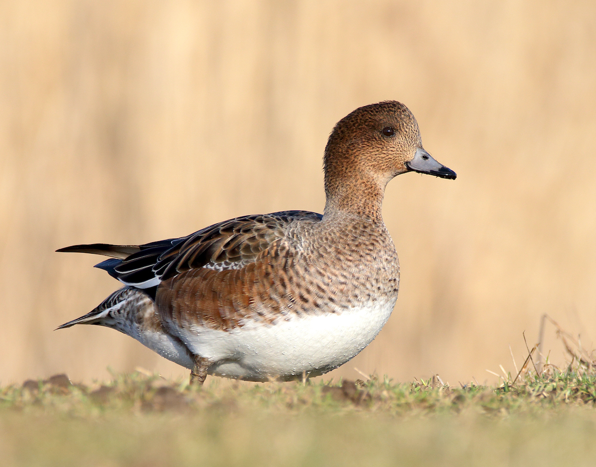 Wigeon 200119 FramptonMarsh NeilSmith