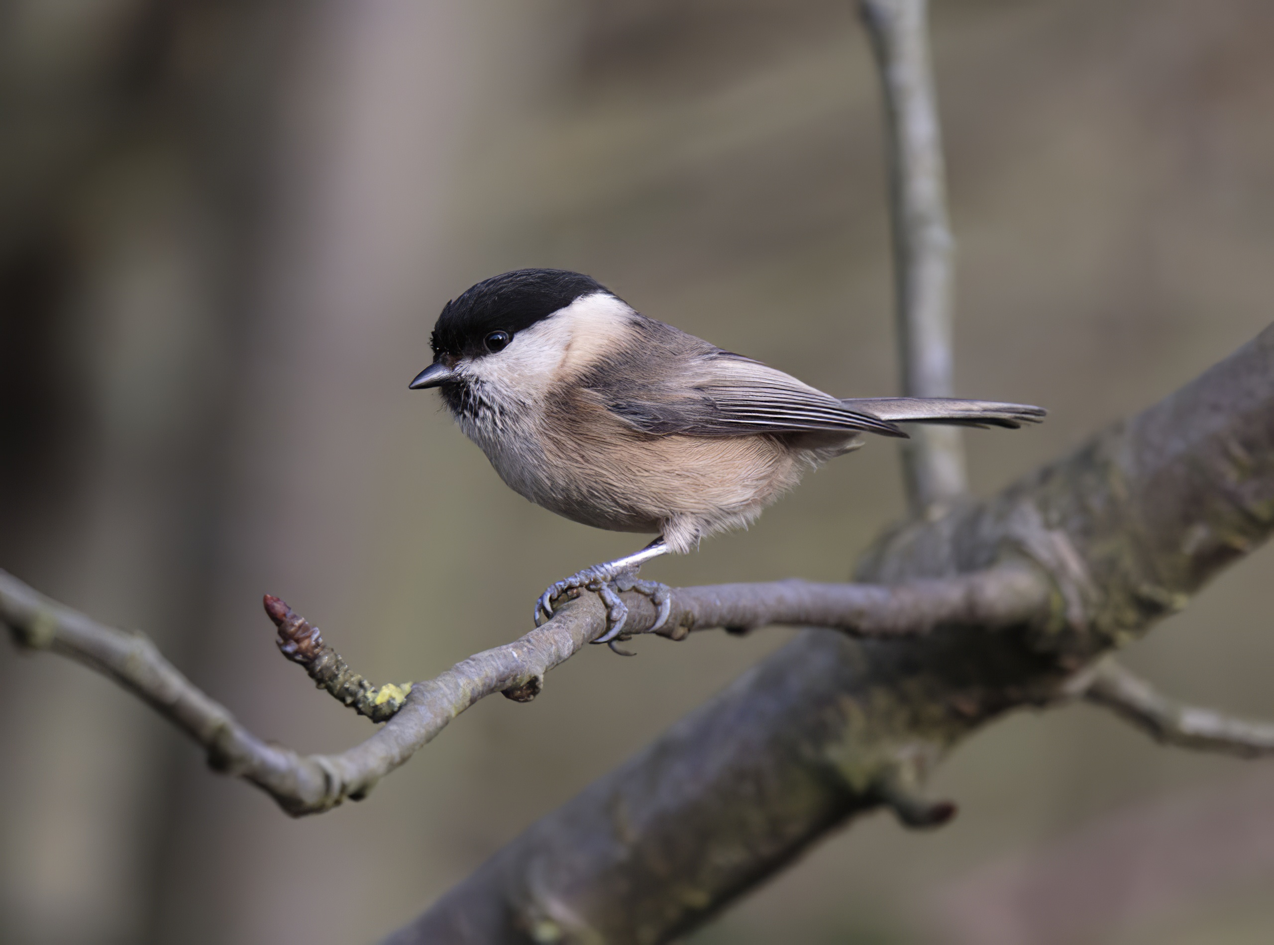 WillowTit 140116 FarIngs GPCatley topaz enhance