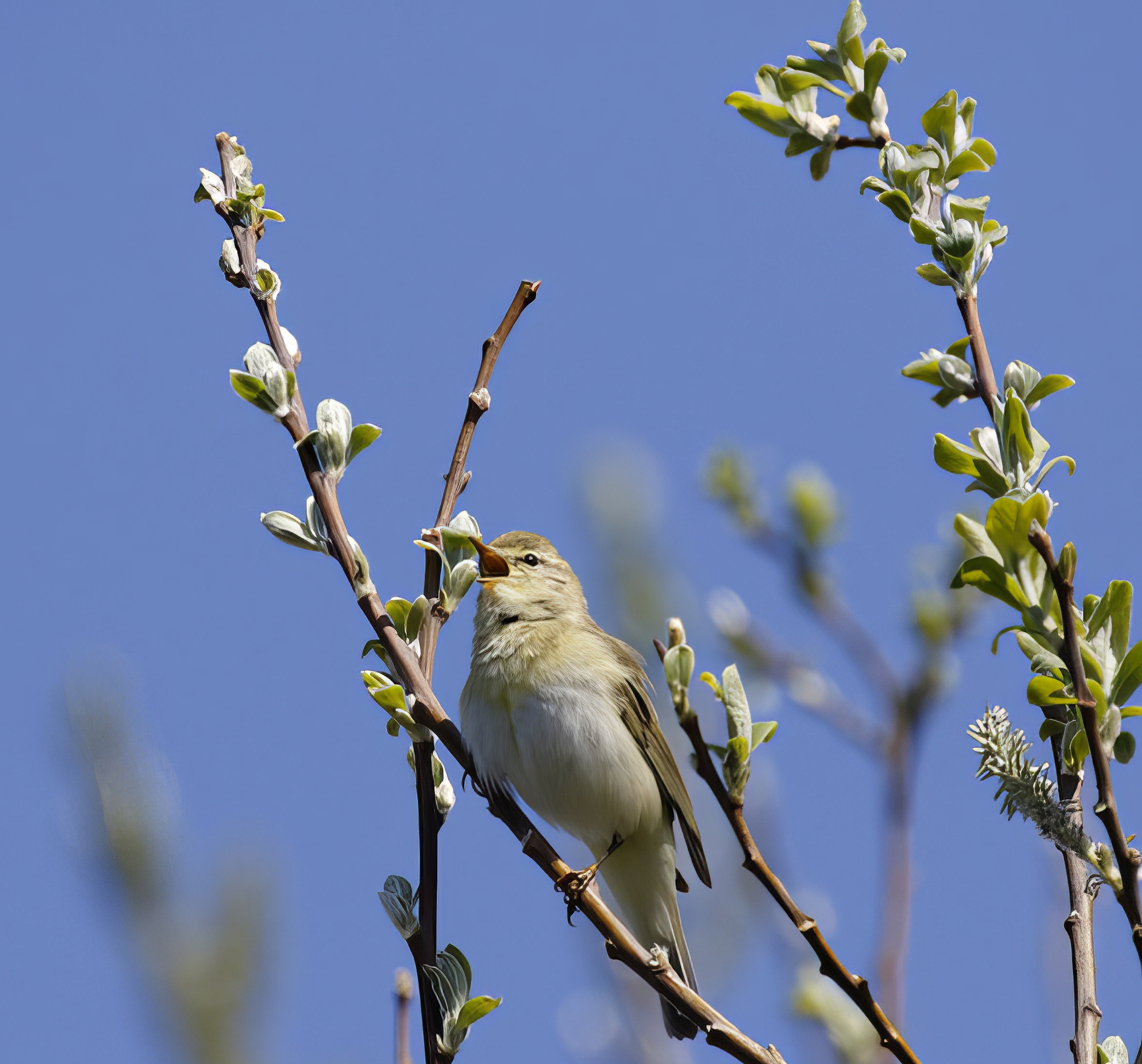 WillowWarbler 190415 BartonPits GPCatley topaz enhance